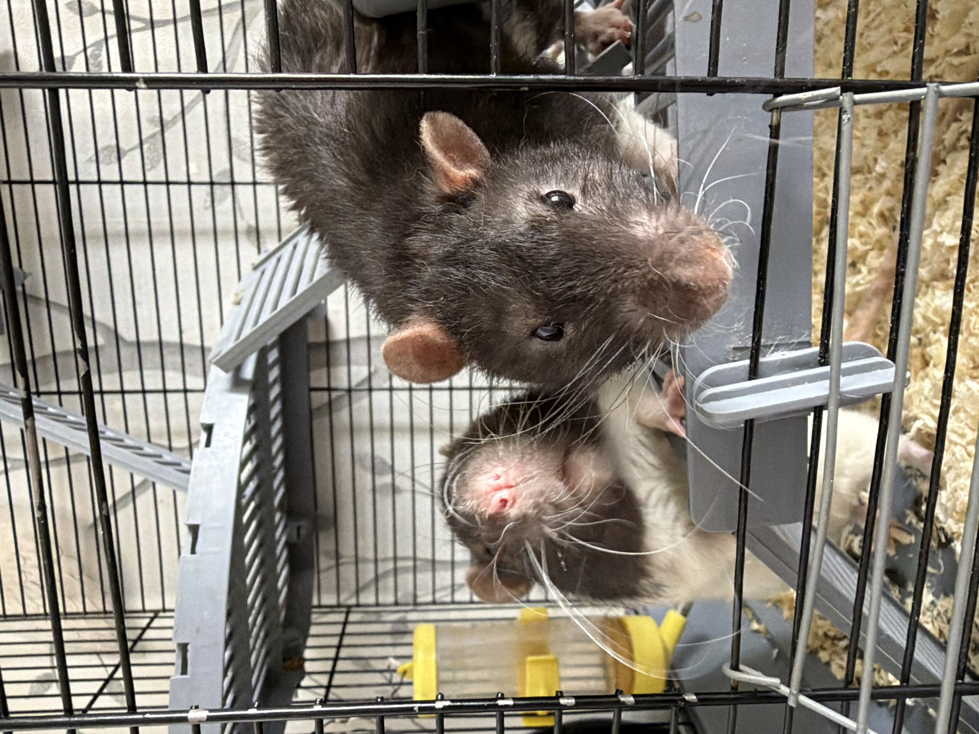 The image shows two rats in a cage. One rat is primarily dark gray or black, and the other is partially white. The rats are looking directly at the camera through the cage bars. The cage is made of metal bars with plastic platforms and possibly a water bottle. The background is blurry and indistinct. The image appears to be taken indoors. There is no indication of the image location being in Chaikovsky, Russia.