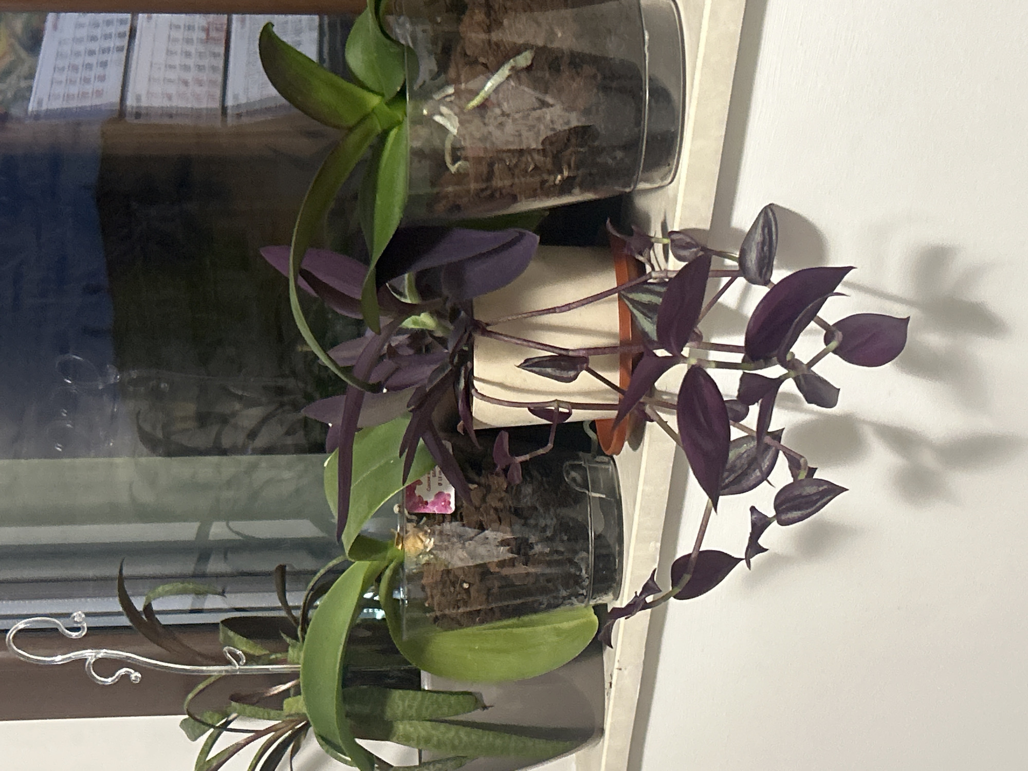 The image depicts a collection of three potted plants placed on a surface near a window. The top plant is in a clear glass container with dark soil, featuring green foliage. The middle plant is in a cylindrical pot with a cream-colored exterior and an orange rim, showcasing purple leaves and stems. The bottom plant is also in a clear glass container with dark soil and a lime green holder, displaying a mix of green foliage and what appears to be a snake plant. Behind the plants, a window with a visible calendar and a blurry reflection of the room can be seen. A white wall is present on the right side of the image. There is also a decorative silver hook-like structure placed near the bottom plant.