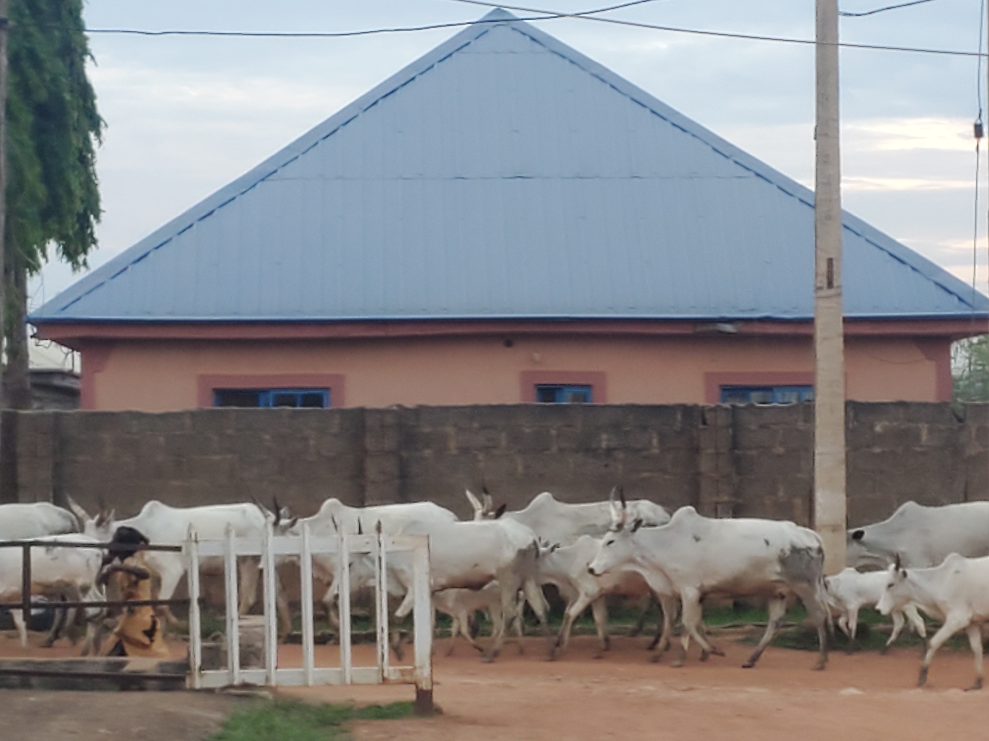 This image depicts a rural or semi-urban scene in Kakau, Nigeria, under diffused daylight. A herd of approximately 10-15 white Zebu cattle, characterized by humps on their shoulders and visible horns, is moving from left to right across a reddish-brown dirt path in the foreground. Several calves are interspersed among the adult cows. The cows' coats are primarily white or off-white, with some exhibiting grey or black markings on their lower legs and flanks.
In the midground, a dark grey or black textured stone block wall, approximately 1.5 to 2 meters high, stretches horizontally across the frame. Behind this wall, a one-story building is visible. The building features light peach-colored walls and a prominently pitched gable roof constructed of light blue corrugated metal. Two rectangular windows with distinct blue frames are visible on the building's facade, positioned above the stone wall.
On the far left, a tall, narrow tree with dense, dark green foliage is partially visible. A white, vertically slatted metal gate is open on the left side of the frame, in front of the stone wall, through which some of the cattle are passing. A partially obscured human figure, wearing dark headwear and light clothing, is visible among the cattle near the gate on the left.
On the right side of the image, a light grey cylindrical utility pole extends from the bottom of the frame almost to the top. Two thin, dark electrical or communication wires are strung horizontally across the upper portion of the sky, connected to this pole. The sky in the background is a light grey-blue, indicative of an overcast or partly cloudy condition.