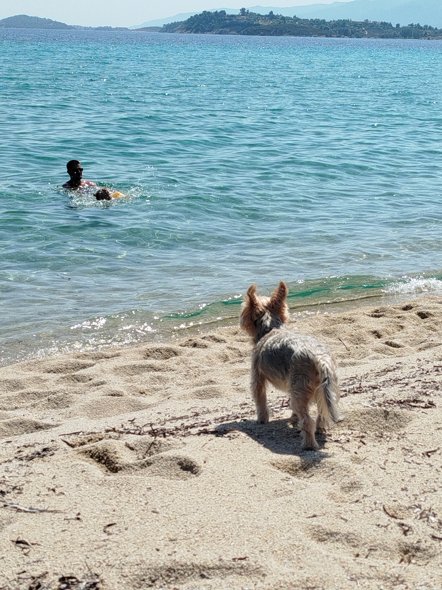 A Yorkshire Terrier dog stands on a sandy beach in Sithonia Municipal Unit, Greece, facing the turquoise sea. Two people are swimming in the shallow water, one of whom appears to be an adult and the other a child wearing a yellow float. The sea is calm with gentle waves lapping the shore, and a distant green coastline is visible. The beach is covered in light-colored sand with some scattered dried seaweed and debris. The sun is shining, casting shadows on the sand.