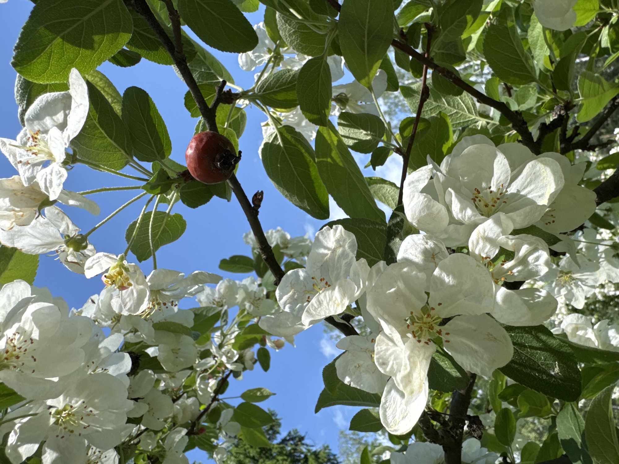 The image shows a close-up of a flowering tree branch against a bright blue sky. The tree has vibrant green leaves and numerous white blossoms, some clustered together. A single small, red fruit is visible on a branch. The lower portion of the image reveals glimpses of other green trees in the distance. This scene is likely captured in Saint Petersburg, Russia, given the request context.