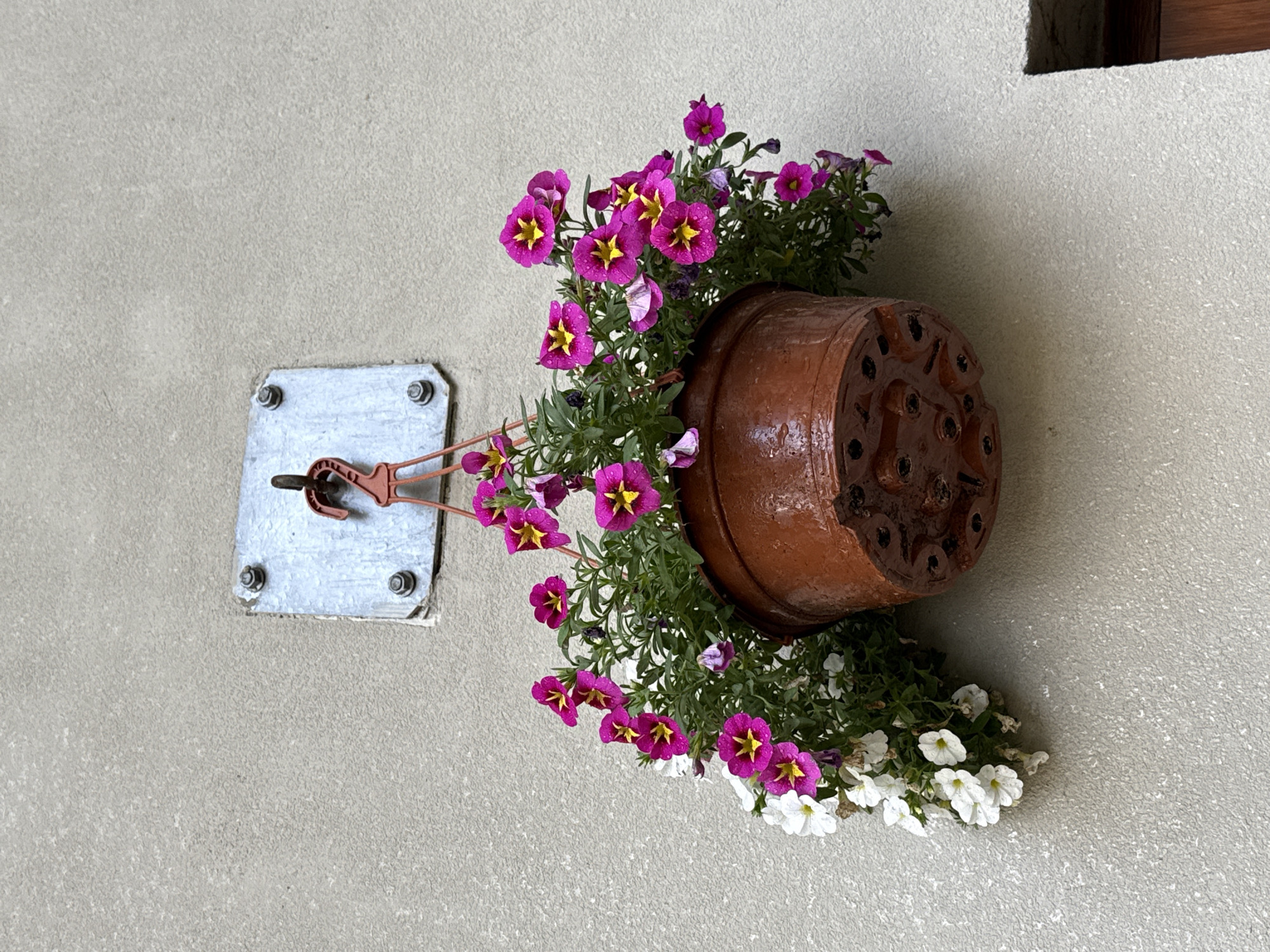 This media file shows a terracotta pot of flowers attached to a textured light gray wall. The pot is oriented horizontally, appearing to be suspended by a wire bracket attached to a small, square metal plate on the wall. The plate is secured by two visible screws. The bracket itself is partially obscured by the flowers but appears to be made of a reddish-brown material with a hook-like element.
The pot contains a vibrant arrangement of flowering plants. The most prominent flowers are a deep magenta with bright yellow centers and dark veins. These flowers are scattered throughout the pot, with some showing water droplets, suggesting recent rain or watering. Interspersed among these are smaller, delicate white flowers. Green foliage fills the pot, trailing over the sides. The underside of the terracotta pot is visible and features a pattern of circular indentations.
The setting appears to be outdoors, likely on a building exterior, given the wall texture and the mounting of the pot. The lighting suggests it is daytime, with diffused light, possibly indicating an overcast sky or shade. The overall impression is one of simple, decorative outdoor flora. No people are visible, and no text is present in the image. The context of Łódź, Poland, does not provide specific visual cues within the image itself.