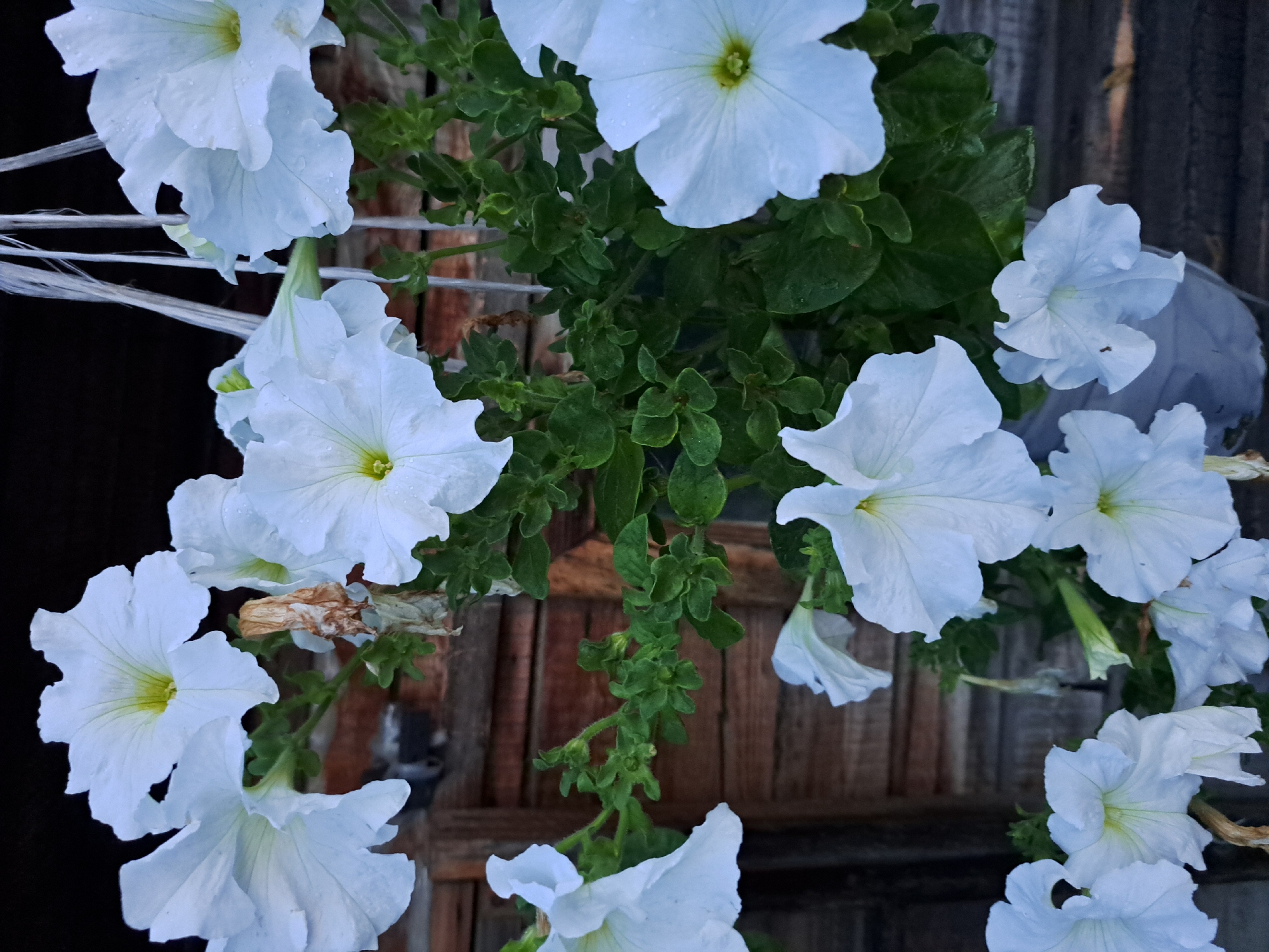 The image depicts a close-up view of several white petunia flowers with prominent yellow centers, some of which have visible water droplets on their petals. The flowers are hanging and appear to be in a planter, with green foliage visible. In the background, there is a weathered wooden surface, likely a fence or wall, with distinct horizontal planks. The lighting suggests it is daytime, possibly overcast or shaded. There are no people or animals present in the image. The setting does not provide specific indicators to pinpoint a location within the city of Черницк, Russia.