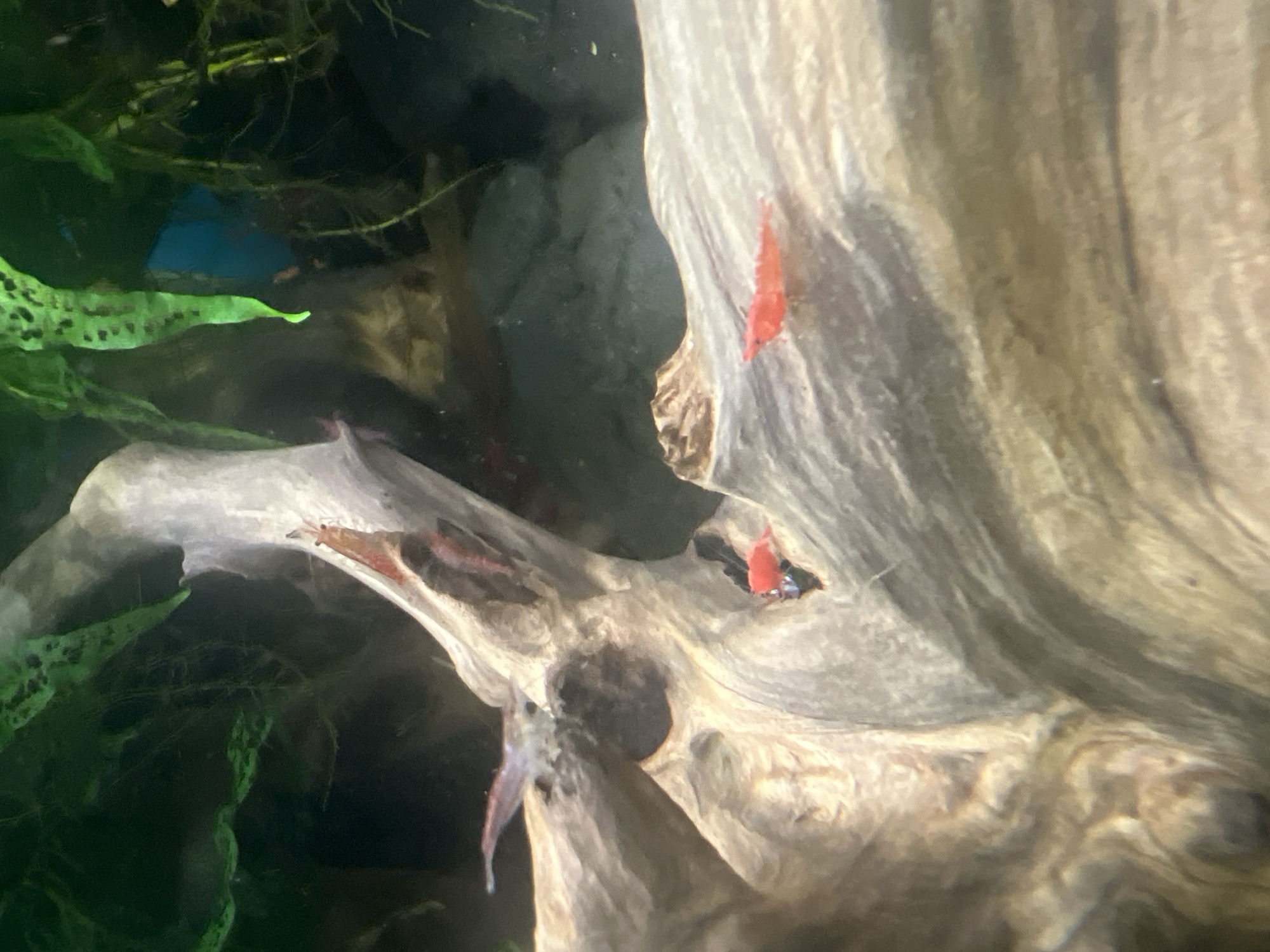 The image shows a close-up view of several red cherry shrimp swimming and resting on a piece of driftwood in an aquarium. The driftwood has a rough, textured surface with several indentations and crevices. Some green aquatic plants are visible in the background, along with rocks and a blue object. The lighting appears to be artificial, illuminating the shrimp and the driftwood. There are at least five visible shrimp, with varying degrees of redness. One shrimp is positioned prominently in the foreground on the right side of the driftwood. Another shrimp is partially visible in a crevice of the driftwood. Several other shrimp are scattered throughout the scene, some appearing more translucent or faded in color. The image is taken from a slightly upward angle, giving a clear view of the shrimp and their environment. The location is Unknown, Unknown.