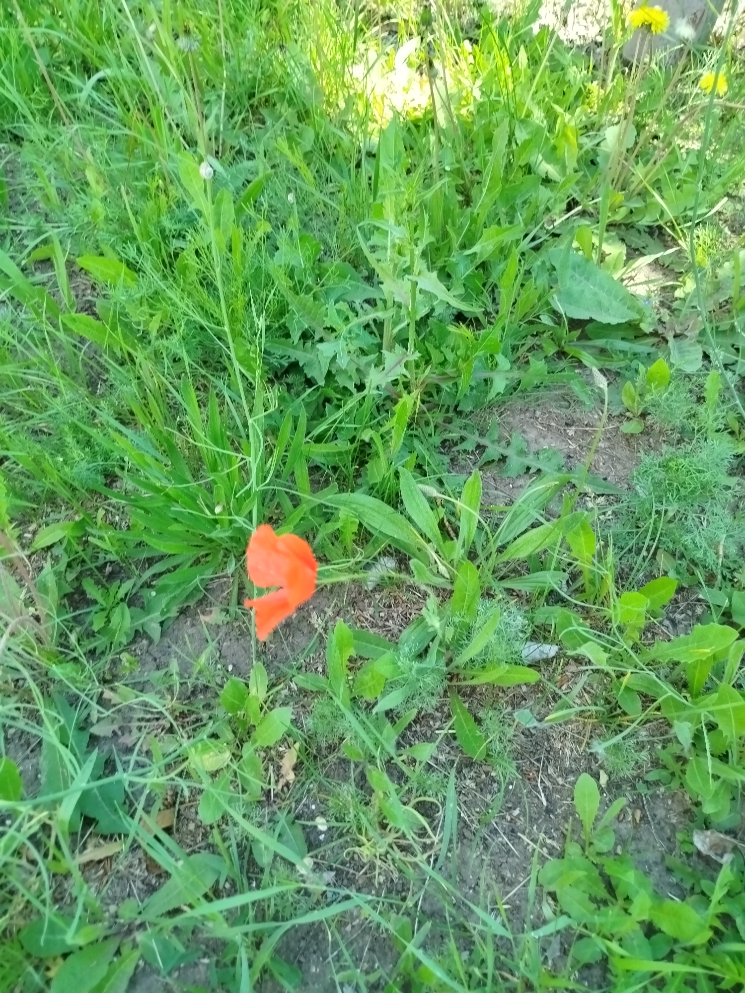 An overhead medium shot captures a single, bright orange poppy flower in the center of the frame. The poppy is surrounded by a dense growth of various green plants and grasses, with some dry leaves and soil visible on the ground. The lighting suggests it is daytime, with soft shadows indicating the sun is out. The environment appears to be a natural setting, possibly a park or a garden, devoid of any human activity or urban structures. The image is still and focused on the botanical elements within the frame.