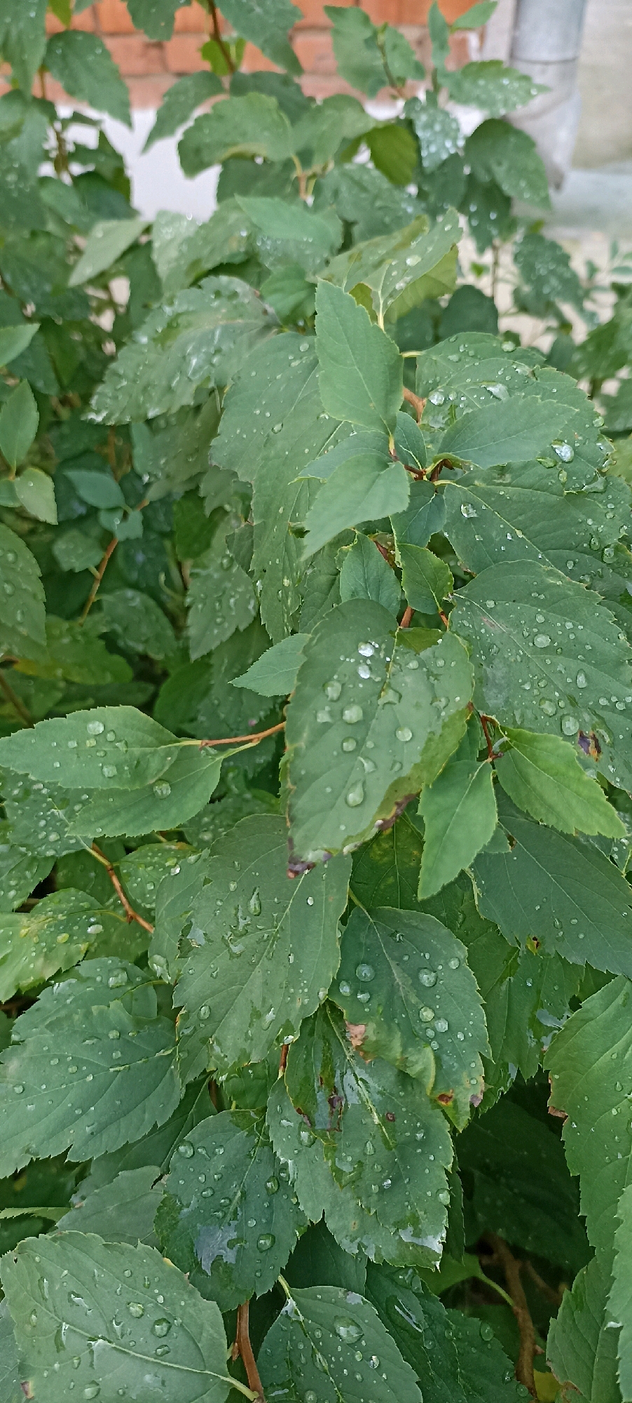 This is a close-up, vertical, eye-level shot of green leaves on a bush, with visible water droplets on the leaf surfaces. The background is out of focus, showing hints of a brick wall on the left and a gray pipe or pillar on the right. The lighting suggests an overcast or shaded environment. The scene is likely outdoors, possibly in a garden or park setting within the city of Votkinsk, Russia. There are no people or animals visible in the image. The focus is entirely on the texture and detail of the wet leaves.