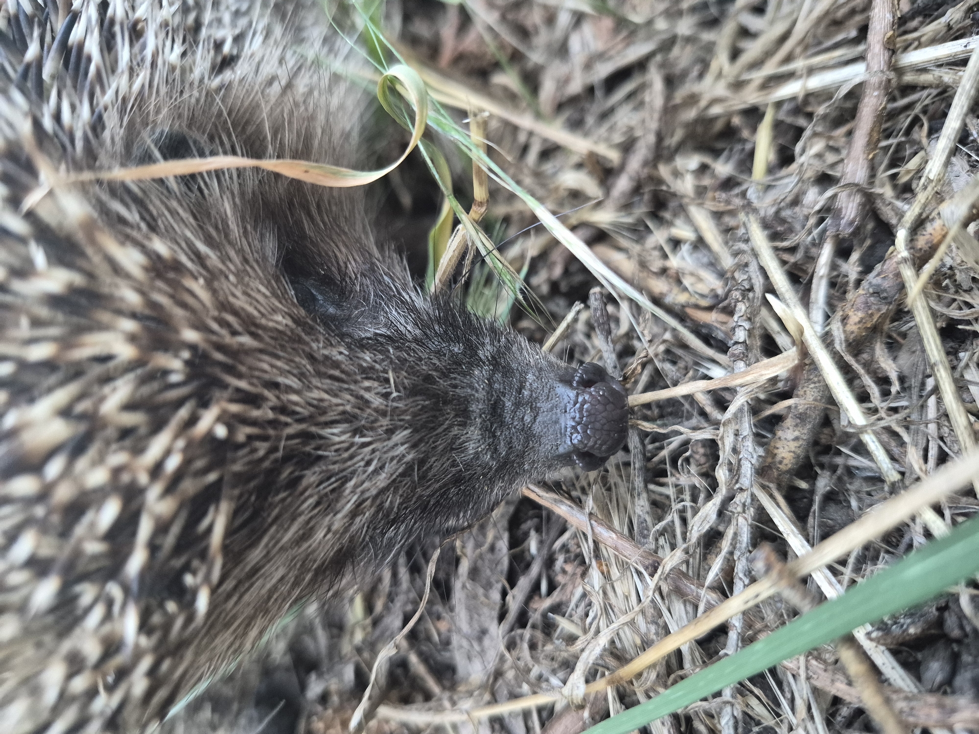 An extreme close-up shot focuses on the snout of a hedgehog as it rests on a bed of dry grass and twigs. The hedgehog's dark, wet nose is prominently featured, with its nostrils clearly visible. The surrounding environment consists of a dense layer of dried plant material, including straw-like stalks and smaller twigs. Some green blades of grass are also visible, adding a touch of color to the otherwise muted earth tones of the scene. The lighting appears to be natural, casting soft shadows and highlighting the textures of the hedgehog's fur and the ground cover.