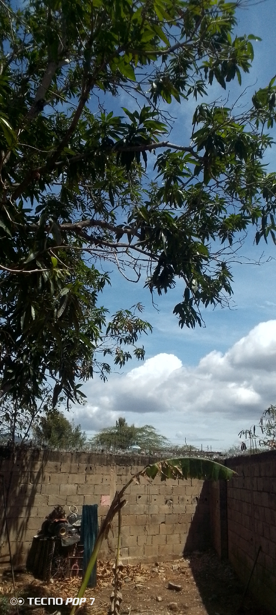 The image depicts an outdoor scene in the city of Altagracia, Venezuela, under a bright blue sky with scattered white cumulus clouds. The upper portion of the frame is dominated by a large tree with dense green foliage and visible branches. A weathered concrete block wall extends horizontally across the mid-ground, its top fortified with what appears to be embedded broken glass or sharp deterrents. Beyond the wall, in the distance, additional trees and vegetation are visible. The foreground consists of unpaved, dry earth covered with scattered dried leaves and debris. Against the left side of the wall, a collection of discarded items is present, including a metallic grate-like structure, a dark cylindrical object, and dark fabric. Towards the center-right, a young plant, possibly a banana plant, with a large, partially dried green leaf arches, and a curving stem rises from the ground. Sunlight casts distinct shadows from objects within and outside the frame. No individuals are visible. A "TECNO POP 7" watermark is present in the lower-left corner.