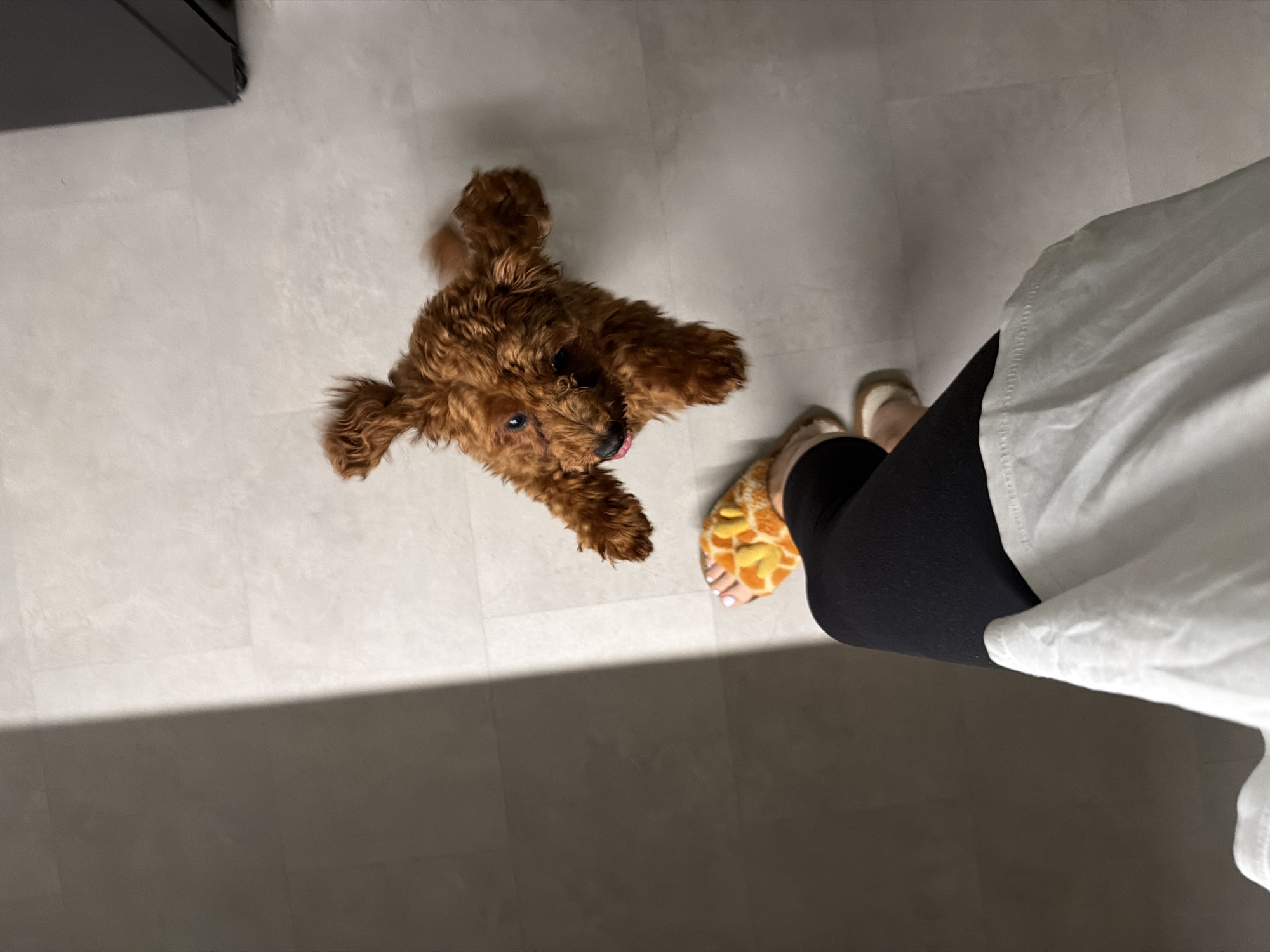 An overhead shot shows a toy poodle with reddish-brown fur sitting on a light gray tiled floor. The poodle is looking upwards with its tongue slightly out. In the foreground, a person's legs are visible wearing black leggings and fluffy orange and yellow patterned slippers. A shadow from an unseen object falls diagonally across the floor from the left side of the frame. The scene appears to be indoors, potentially in a residential setting in Sofia, Bulgaria.