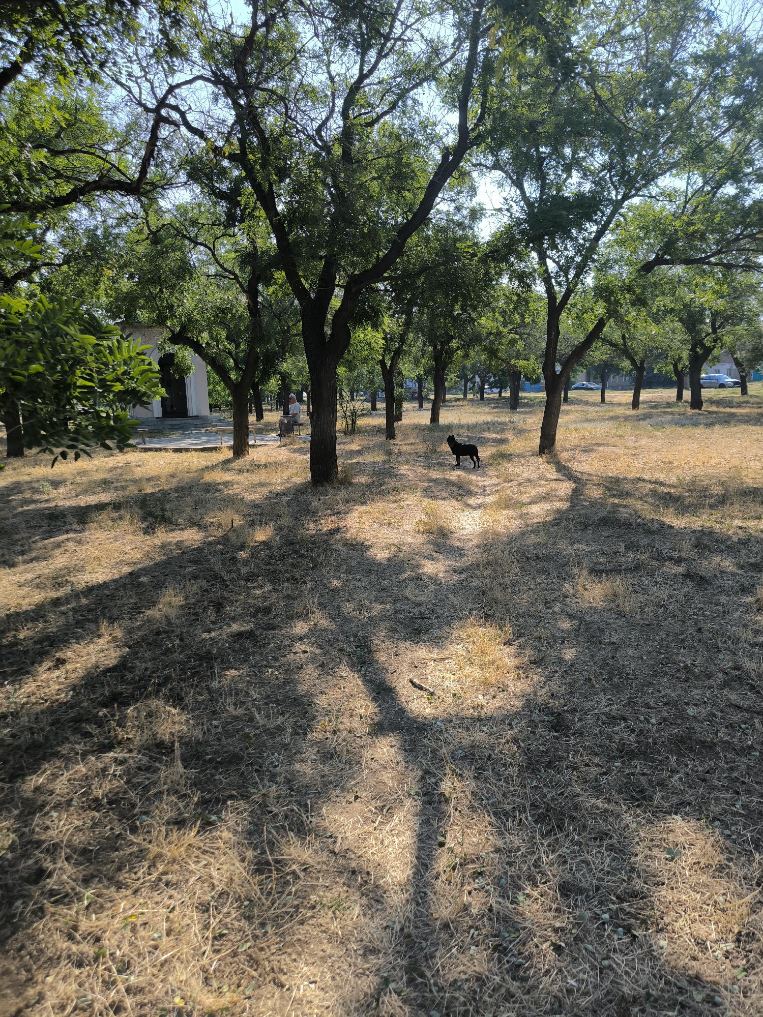 The image depicts a park area with sparse, dry grass and scattered trees casting long shadows. A small, black dog stands in the middle ground, facing towards the left. In the background, to the left, there is a light-colored building with an arched entrance. Further back, a person is seated on a bench, and there are cars parked on a road. The sky is clear and blue. The scene appears to be an outdoor public space, possibly a park or a communal area within the city of Mykolaiv, Ukraine.