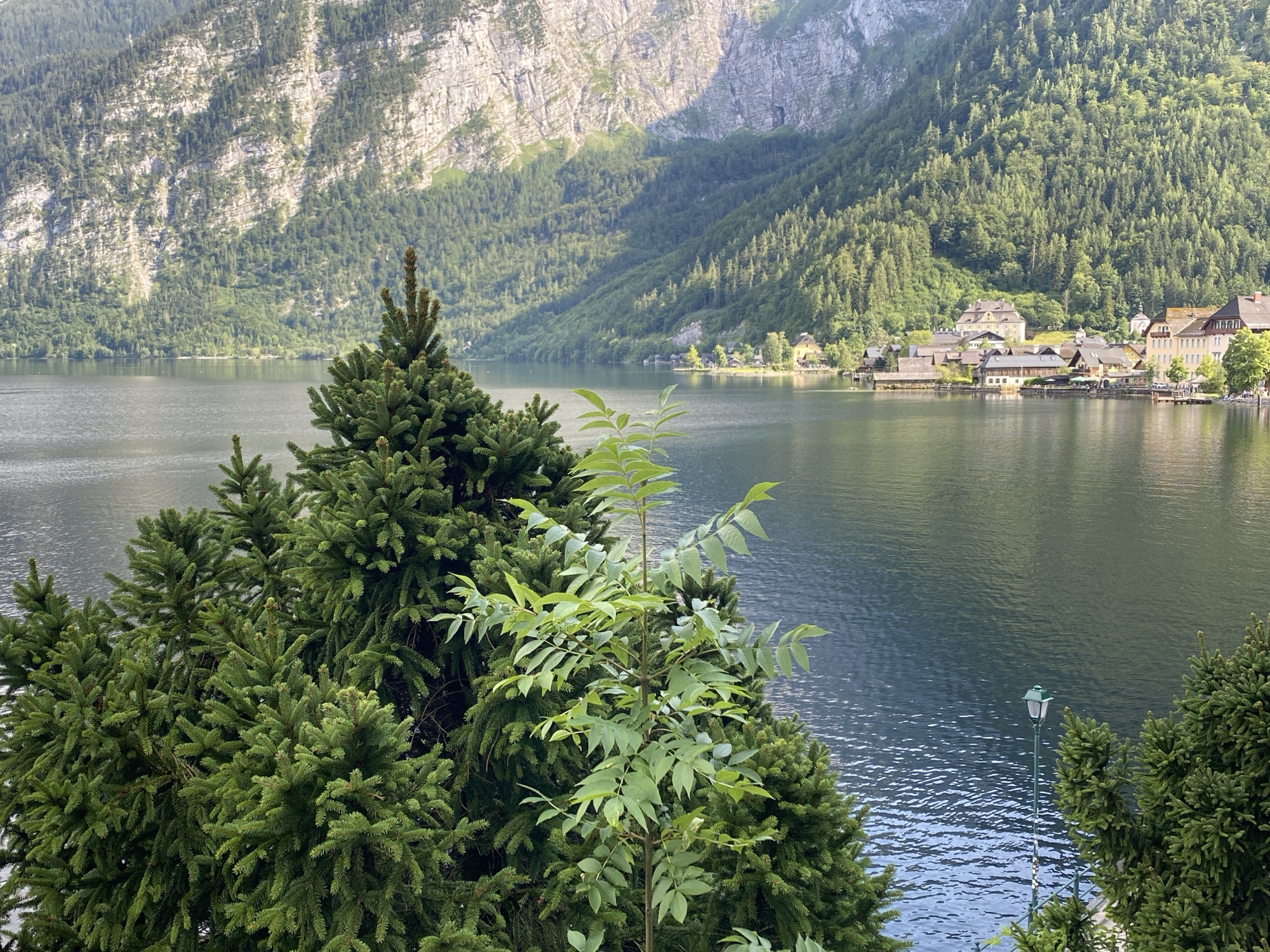 The image captures a serene view of Hallstatt, Austria, a picturesque town nestled beside a tranquil lake. In the foreground, lush green pine trees dominate the frame, their dense foliage partially obscuring the scene beyond. A slender, leafy sapling stands tall amidst the pines, its vibrant green leaves contrasting with the darker evergreen needles.
Beyond the trees, the calm, dark waters of Hallstatt Lake stretch towards the horizon. The lake's surface is slightly rippled, reflecting the muted sunlight. Along the far shore, the charming village of Hallstatt is visible, a collection of traditional houses with light-colored facades and dark roofs. Some houses are built close to the water's edge, their structures appearing to rise directly from the lake. Further inland, a steep, verdant mountainside rises dramatically, covered in a dense forest of trees that climb its slopes. The rocky, sun-drenched upper portion of the mountain provides a stark, textured backdrop to the scene. A solitary lamppost stands near the right edge of the image, a subtle indicator of human presence. The overall impression is one of natural beauty and quietude, characteristic of this Austrian village.