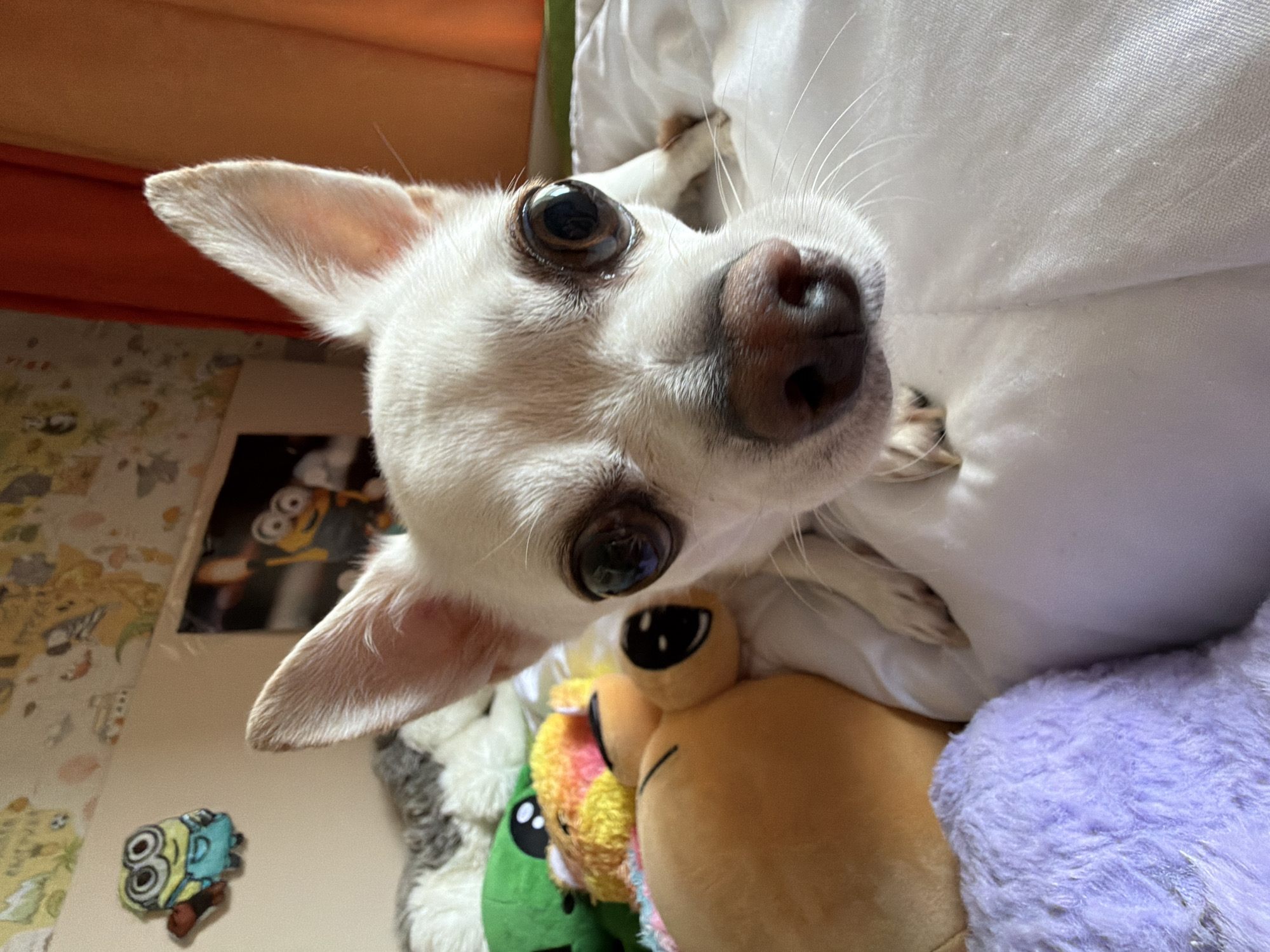A white chihuahua dog with large, dark eyes is in the foreground, positioned on a white surface, likely a bed. The dog's head is close to the camera, with its nose and one ear prominently visible. Several stuffed toys are scattered around the dog: a green alien-like toy, a yellow and orange plush toy with black eyes, and a lavender fluffy toy. In the background, a wall is visible with patterned wallpaper featuring cartoon characters, possibly from the Minions franchise. A framed picture depicting Minions is also on the wall. The lighting suggests it is daytime, with sunlight possibly coming from the right side of the frame, casting shadows and highlighting the dog's fur. The scene appears to be indoors, possibly a bedroom. There is no indication of the city of Birobidzhan, Russia, in the image.