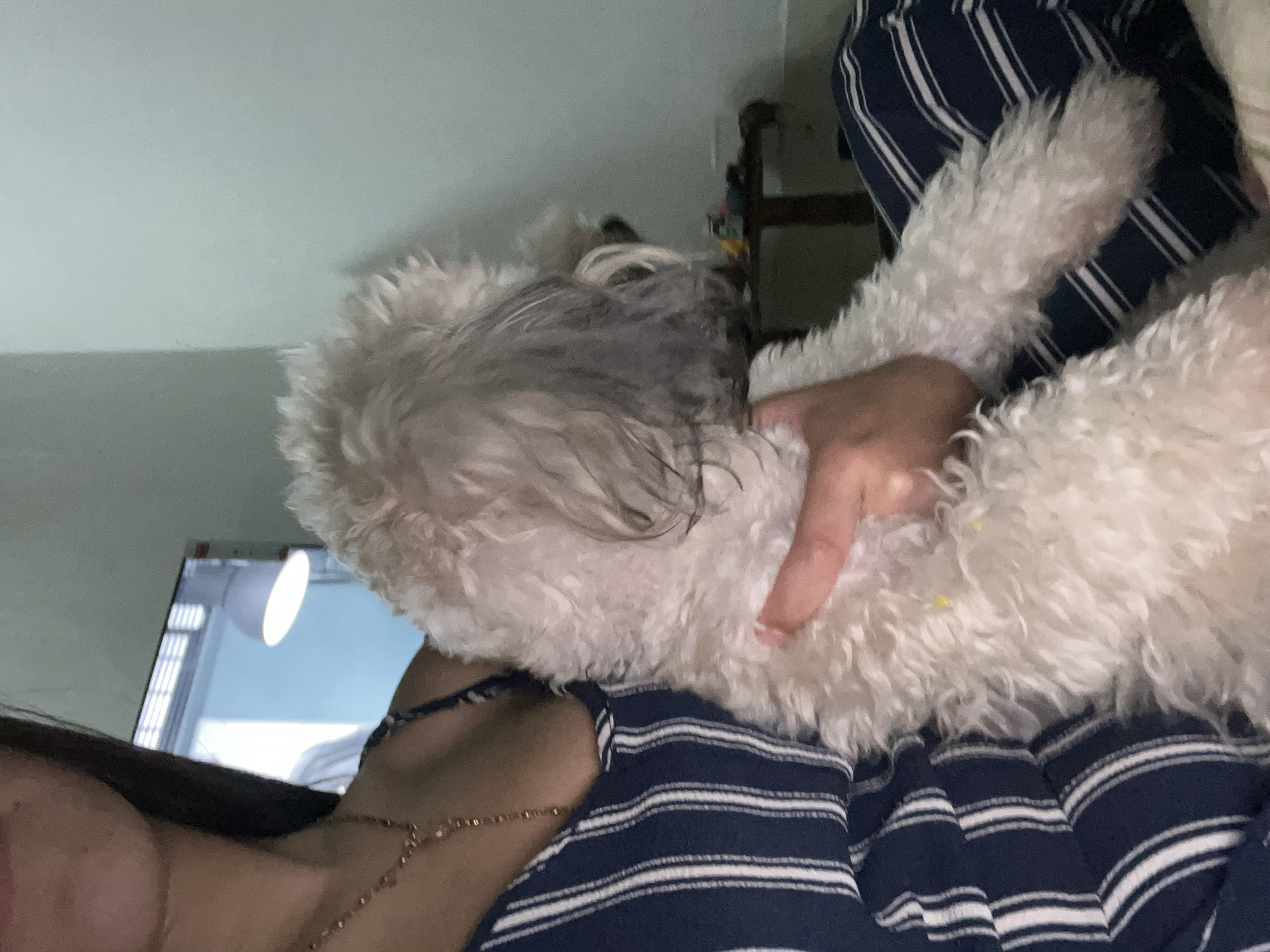 A person is sitting with a fluffy white dog on their lap. The person is wearing a dark blue and white striped jumpsuit and a gold necklace. The dog is facing away from the camera, with its head tilted to the side. The background appears to be an indoor setting with a light blue wall and a window with blinds. A lamp is visible in the background, and a wooden table with objects on it can be seen to the right. The image seems to be taken in Juan Griego, Venezuela, based on the metadata.