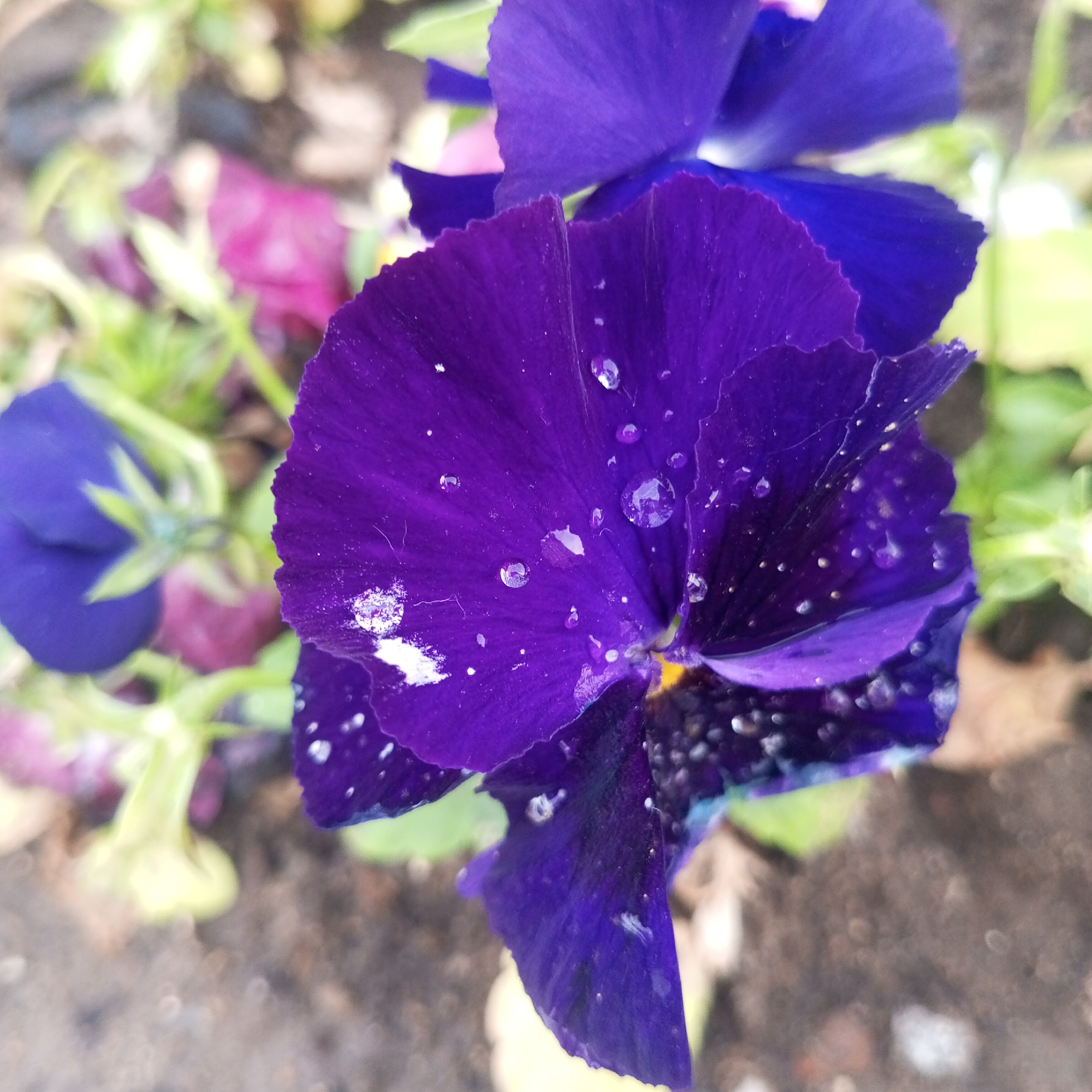The image shows a close-up of a vibrant purple pansy flower with water droplets on its petals. The flower is in focus in the foreground, with its delicate, ruffled edges visible. Several clear water droplets are scattered across the petals, reflecting the light and adding a glistening effect. Behind the main flower, other pansies in shades of purple and magenta are visible, along with blurred green foliage. The background is a soft blur of earthy tones, suggesting a garden or park setting. There are no people or explicit signs of urban life visible in the image. Given the subject matter and composition, this image is likely a nature or botanical photograph. Without further context or identifying landmarks, pinpointing the exact location within Moscow, Russia, is not possible.