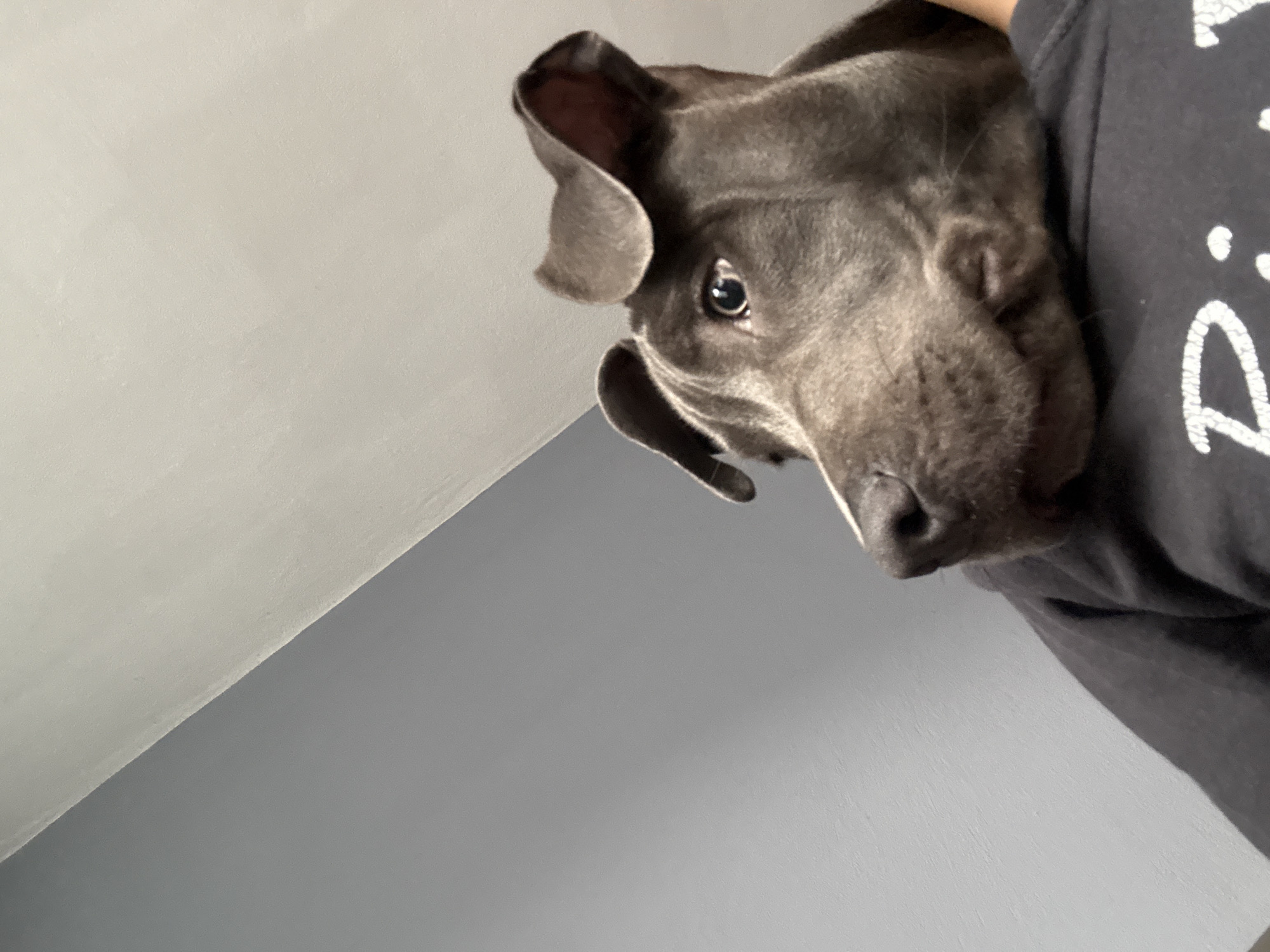 A gray dog is resting its head against a person wearing a dark gray t-shirt with white text. The camera angle is looking up towards the dog. In the background, there is a wall with two different shades of gray, separated by a diagonal line. The location is unknown and cannot be determined from the image. Therefore, the location in the city of Varna, Bulgaria cannot be provided.