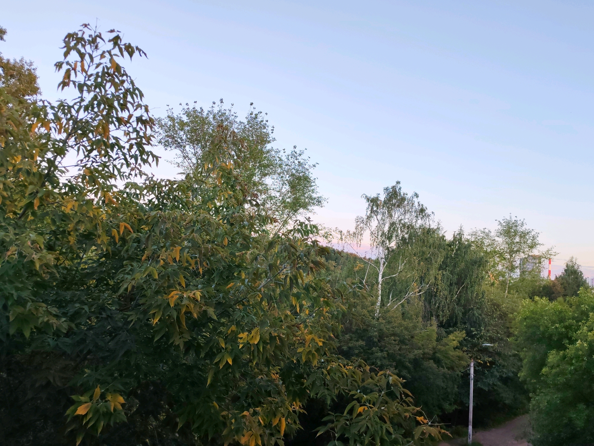 The image shows a view from an elevated position, looking out over a dense canopy of trees. The foliage is a mix of green and yellow, suggesting an autumn or late summer setting. In the background, several buildings are visible, including a tall structure with red and white banding, characteristic of industrial or high-rise residential buildings found in cities. A lamppost stands near a dirt path that winds through the trees. The sky is a pale blue, indicating either early morning or late evening. The scene appears to be a residential area within the city of Izhevsk, Russia, possibly a park or a green space adjacent to apartment buildings. There are no people visible in the image.