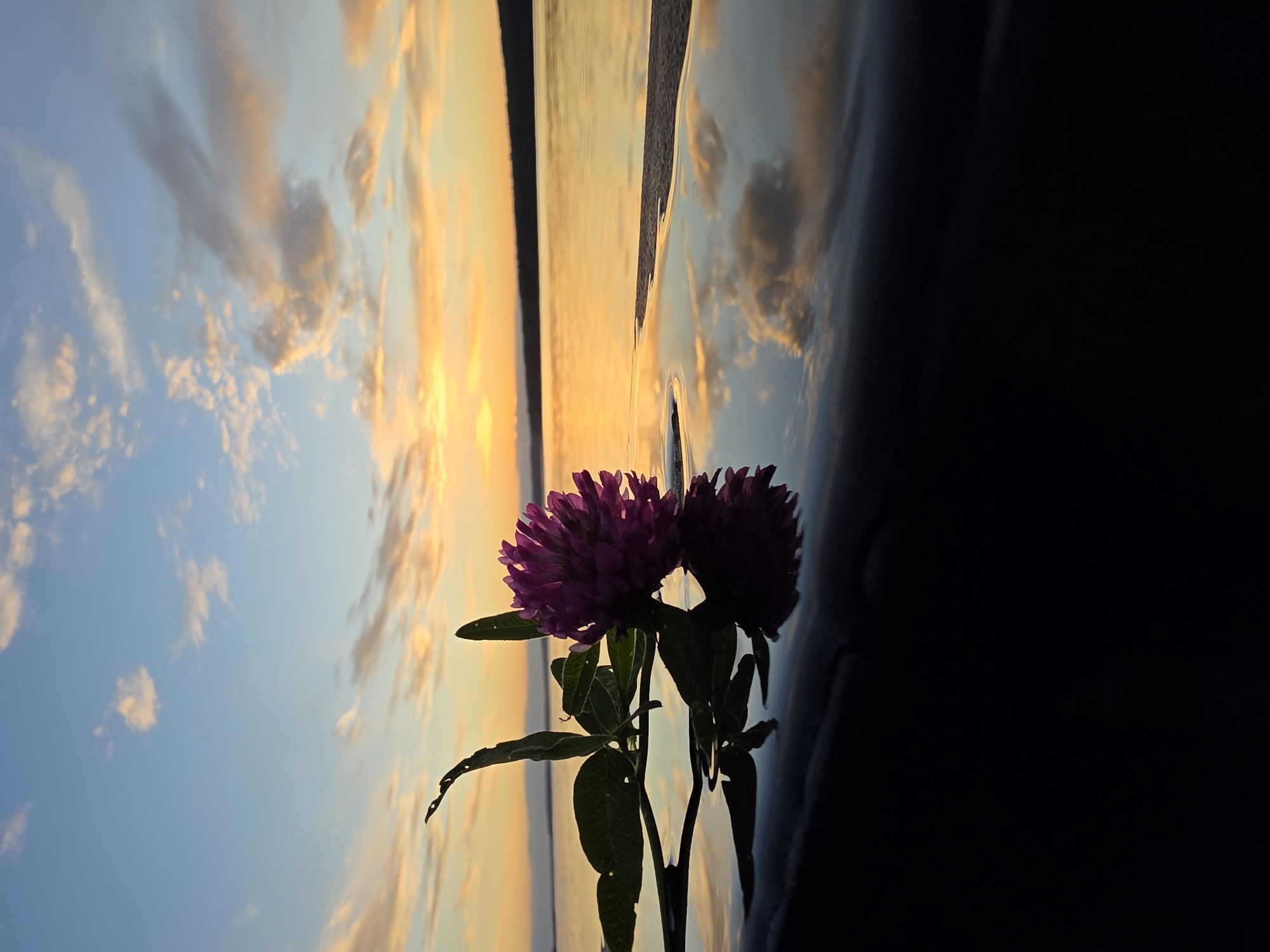 A single purple clover flower with green leaves lies on a dark, reflective surface. The surface appears to be a water-filled area, as it mirrors the sky and the flower's reflection. Behind the clover, a body of water stretches to the horizon, meeting a distant landmass. The sky above is a canvas of twilight hues, with soft oranges, yellows, and blues as the sun sets. Scattered clouds, tinged with the warm colors of the sunset, drift across the sky. The scene evokes a sense of tranquility and natural beauty. This image was captured in Chaikovsky, Russia.