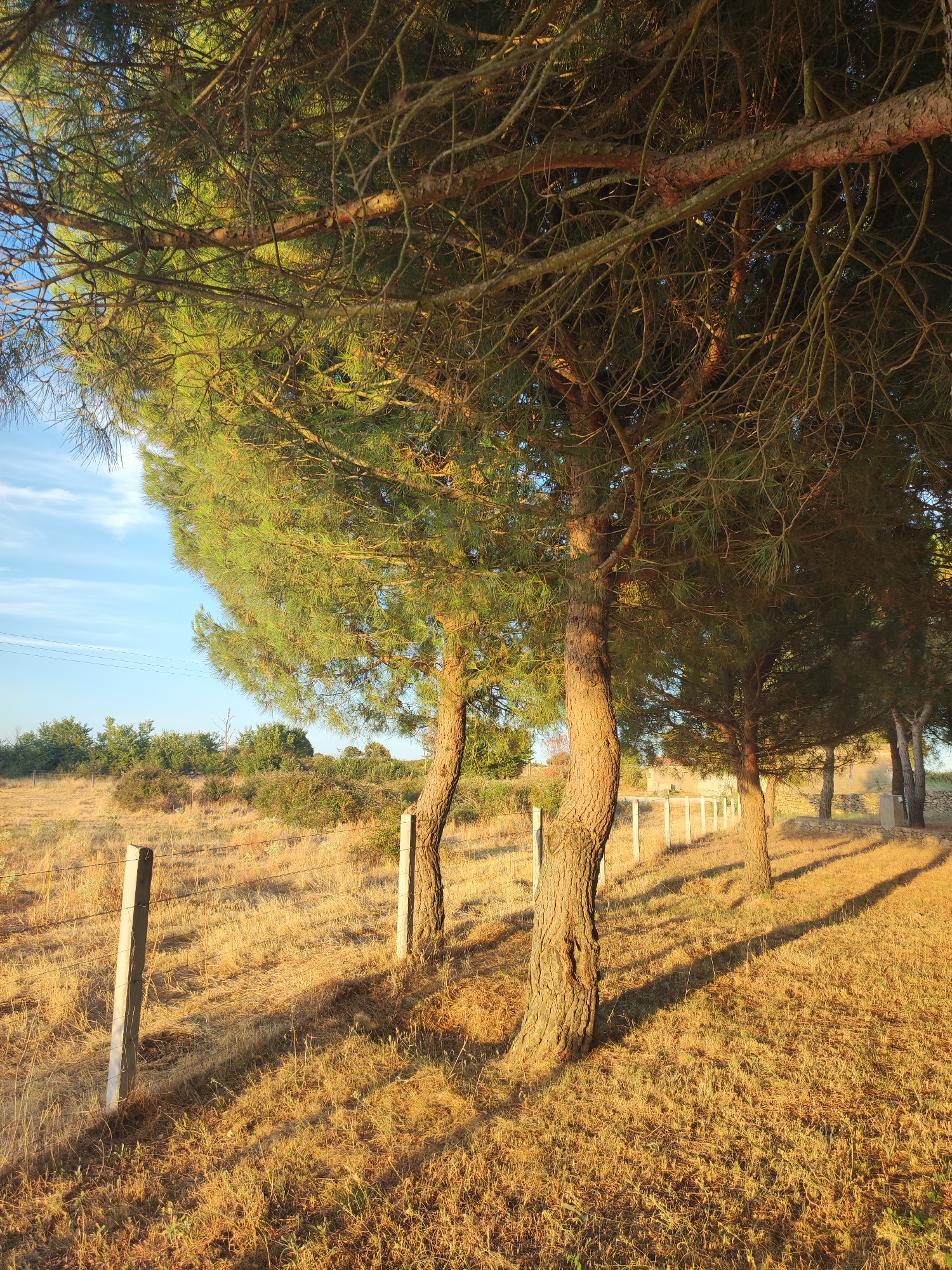 The image depicts a rural landscape in Sobradillo, Spain, characterized by a line of pine trees casting long shadows on dry, golden grass. The trees, with their rough, textured bark and dense foliage, dominate the foreground and midground. A simple wire fence with concrete posts runs horizontally across the scene, delineating a boundary. In the background, a line of smaller, white posts suggests another fence or marker. The sky above is a clear, pale blue with scattered wispy clouds, indicating daytime, likely late afternoon given the low angle of the sun and the pronounced shadows. The overall impression is one of natural tranquility and a dry, sun-drenched environment. There are no people or animals visible in the image, and no discernible actions or interactions are taking place. The scene is static and focused on the natural elements and the rustic man-made structures.