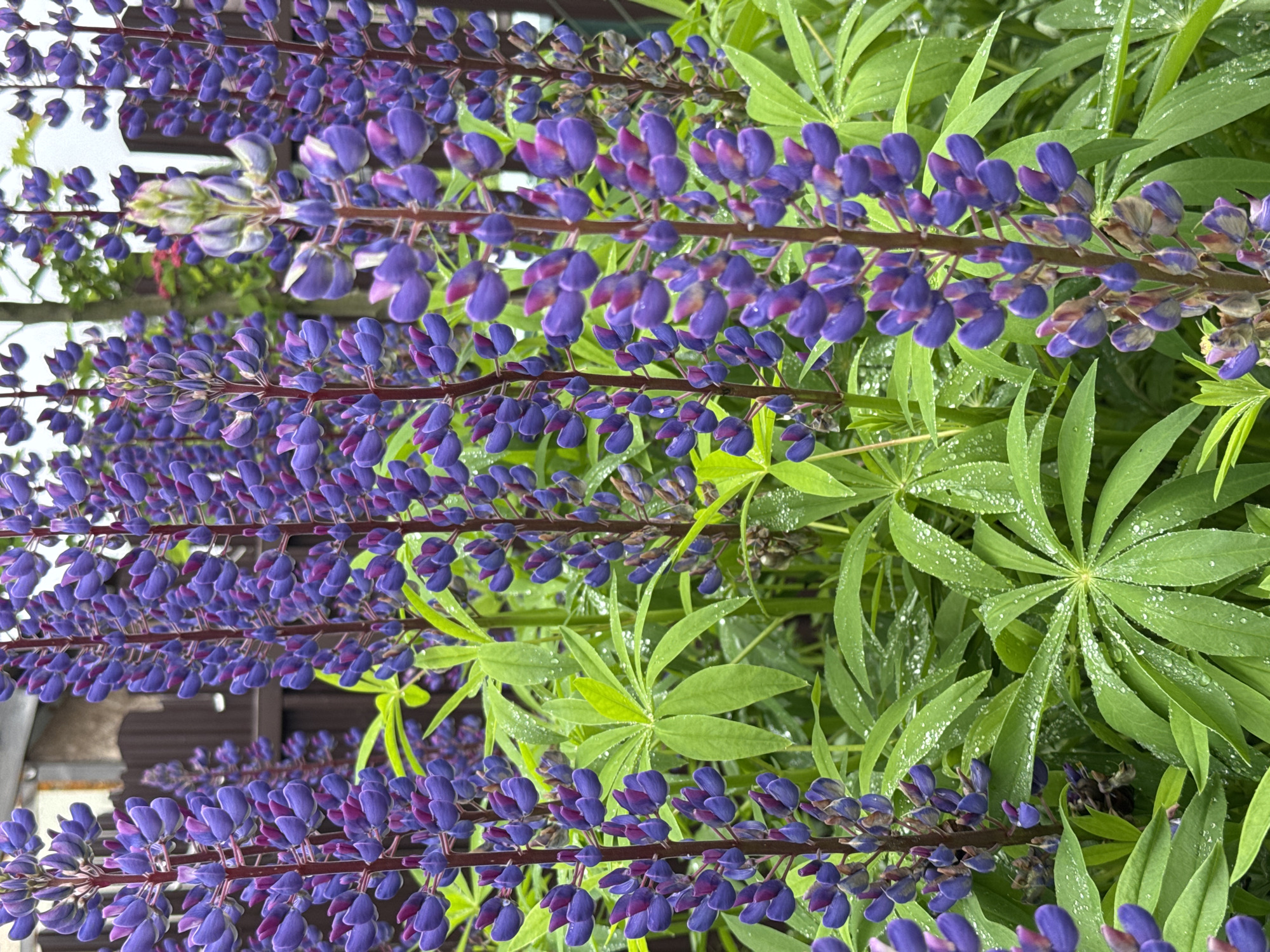 In Steklyannyi, Russia, a close-up, eye-level view captures a cluster of vibrant purple lupine flowers and lush green foliage, glistening with water droplets, suggesting recent rain. The flowers, arranged in tall spikes, showcase a gradient of purple hues, with some featuring hints of pink. The surrounding leaves are large and palmate, each segment dotted with water. In the background, a dark brown wooden fence is partially visible, along with hints of other greenery and a bright, overcast sky. No people are present in the scene.