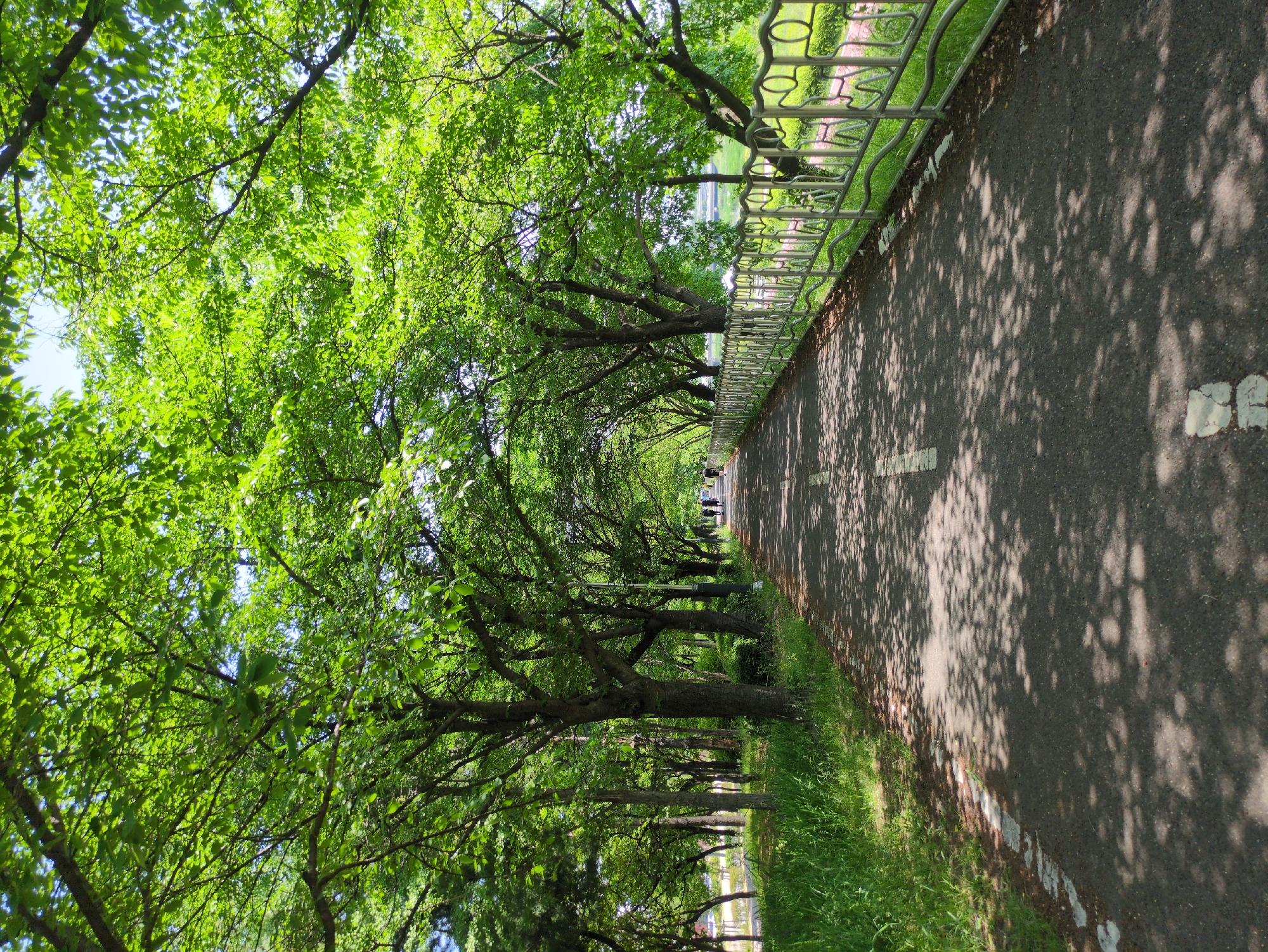 The image captures a tree-lined pathway in Daejeon, South Korea. The pathway is asphalt, marked with white lines, and partially shaded by the canopy of mature trees. A silver metal fence runs along the right side of the path. In the distance, several individuals are walking along the pathway. The foliage is lush and green, indicating a possibly summer season. Grass grows along the sides of the path and under the trees.
