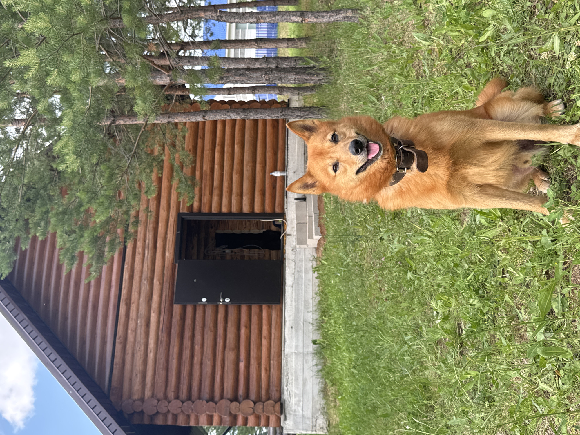 An orange dog with pointed ears and a brown collar sits on a grassy area in front of a wooden log cabin. The cabin has a dark door, which is open, revealing a dark interior. Pine trees are present to the right of the cabin. In the background, a light blue building and a white fence are visible. The sky is partly cloudy.