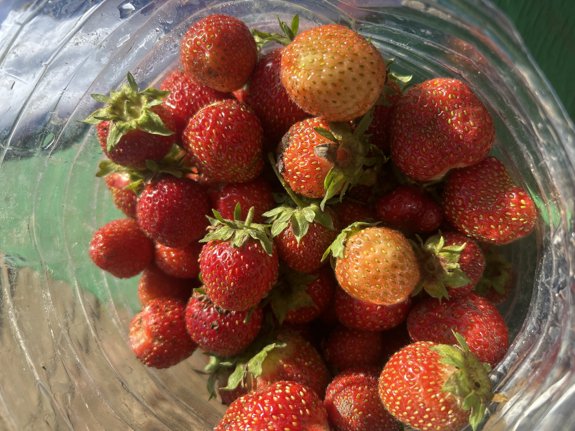 The image displays a close-up, overhead view of a collection of fresh strawberries inside a clear plastic container. The strawberries vary in ripeness, with some exhibiting a bright red hue and others a lighter, orangish-red color. Many of the strawberries have visible seeds and green leafy tops. The plastic container has a textured, ribbed surface, and light reflects off its surface, creating a somewhat blurred effect around the edges of the frame. The background is out of focus, appearing as a soft green and brown blur, possibly indicating an outdoor setting. The lighting suggests it is daytime, with natural light illuminating the fruit. There is no visible text in the image.