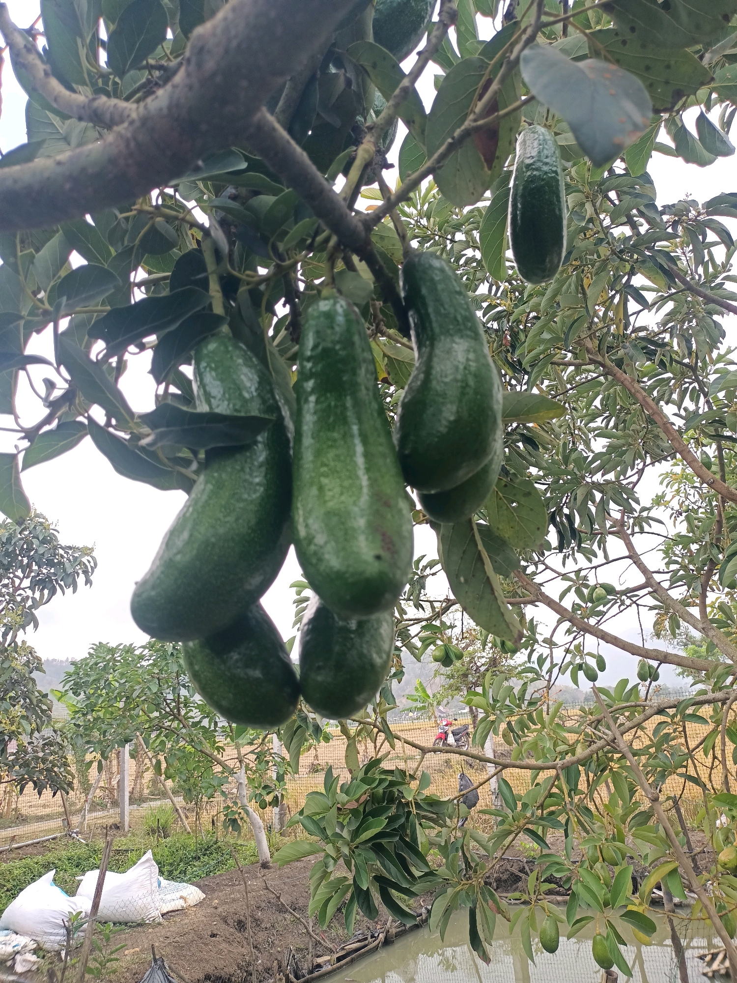 This is a close-up, low-angle shot of a branch laden with ripe avocados on a tree. The avocados are a dark green color and have a slightly bumpy texture. The leaves of the tree are also green, and some are partially obscuring the fruit. In the background, there is a hazy view of a rural landscape, possibly a farm or plantation, with a body of water and some agricultural structures. The lighting suggests it is an overcast day. The presence of avocados on a tree implies an agricultural setting where they are cultivated. Trenggalek, Indonesia is a region known for its agricultural output, including fruits like avocados, which thrive in its tropical climate.