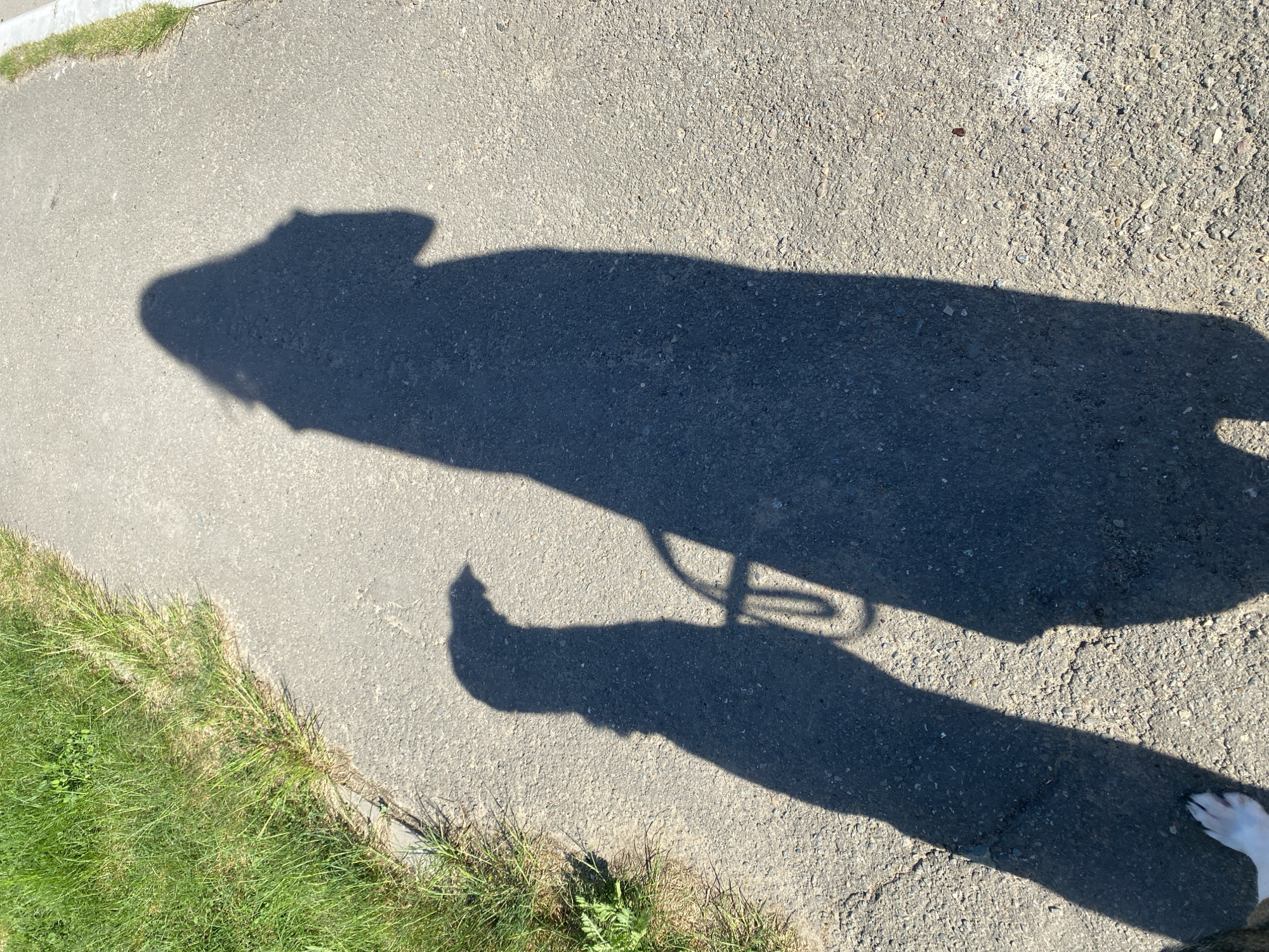 The image depicts a sunlit pavement next to a grassy area. A dark shadow of a person on a bicycle is cast onto the pavement. Part of a dog's white paw is visible in the lower right corner of the frame. The location appears to be an outdoor public space in a location in Chaikovsky, Russia.