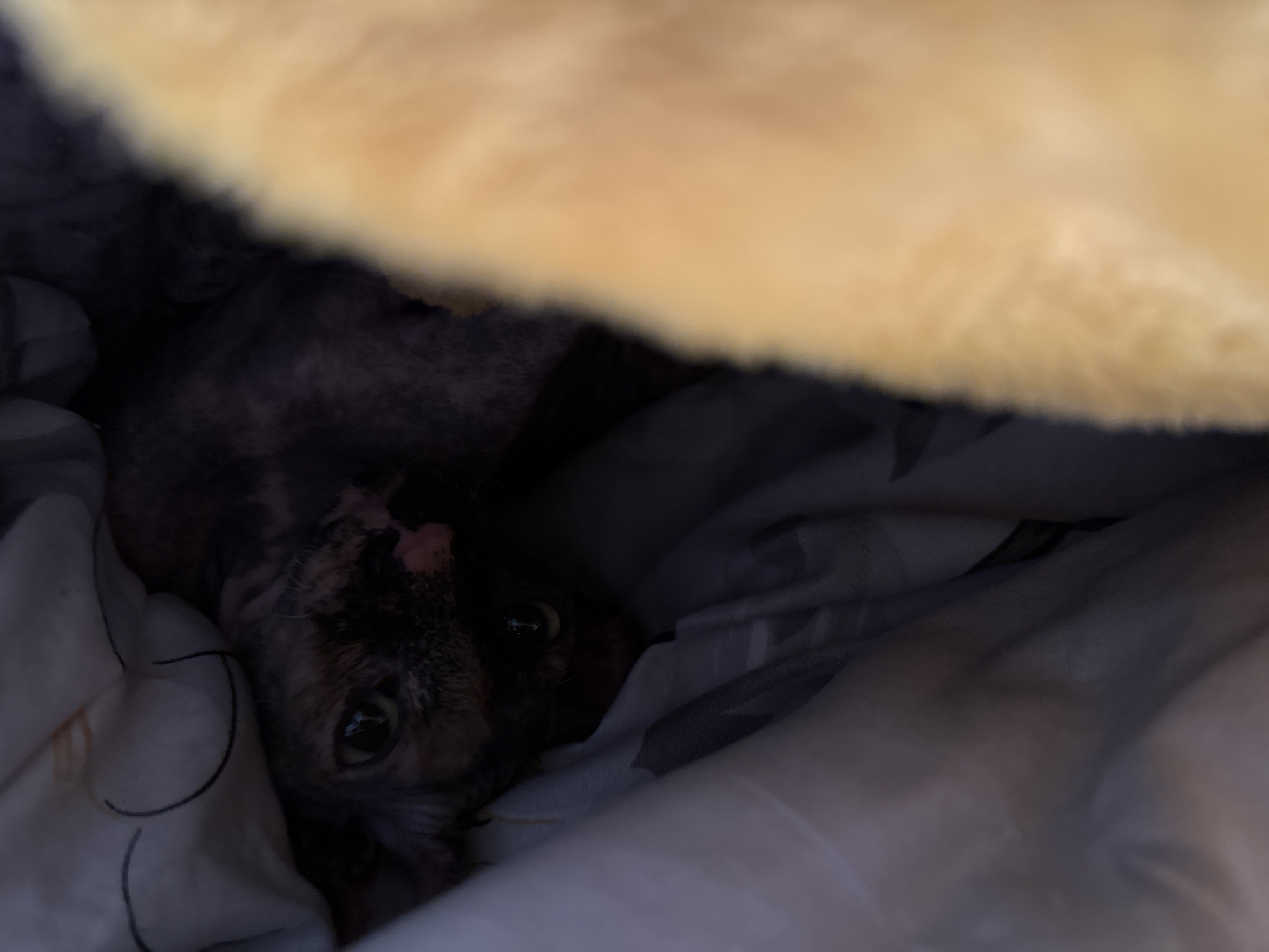 A tortoishell cat with sparse fur peeks out from under a blanket and a fuzzy yellow blanket. The cat's eyes are wide and green. The cat's fur is patchy, revealing pink skin underneath. The scene is dimly lit, with the only light source appearing to be coming from the cat's face and the fuzzy blanket.