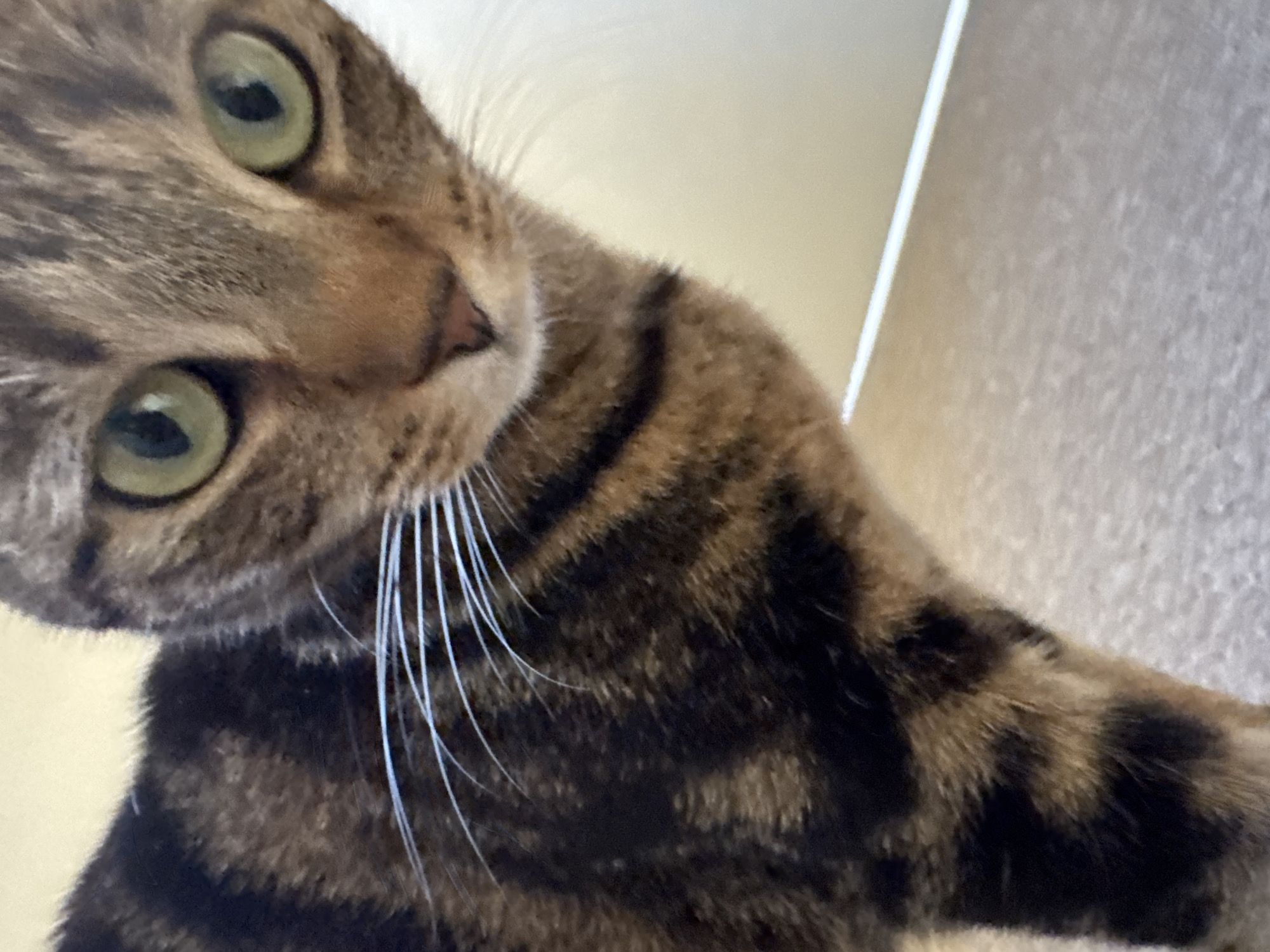 A close-up, slightly tilted image shows a brown tabby cat with green eyes. The cat's head is tilted to the left, and its whiskers are visible. Its striped fur pattern and pink nose are prominent. The background is indistinct, showing parts of a wall. The location is impossible to determine from the information given. No people, interactions, or actions are depicted.