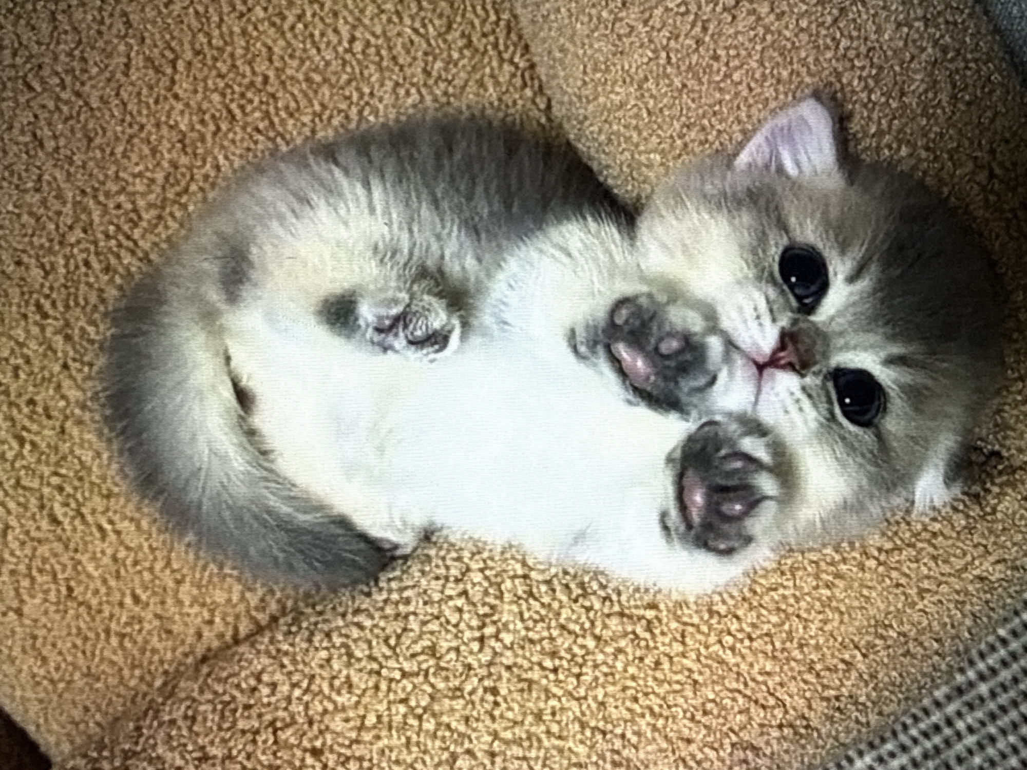 The image shows a very young kitten lying on its back on a textured, brown surface. The kitten is mostly grey and white with dark markings around its eyes and ears. Its eyes are large and dark, and it has tiny pink paws. The kitten appears to be relaxed and possibly playful, with its paws curled up near its face. The background surface has a fuzzy, carpet-like texture. The lighting is warm and appears to be coming from above. There is no visible text in the image.