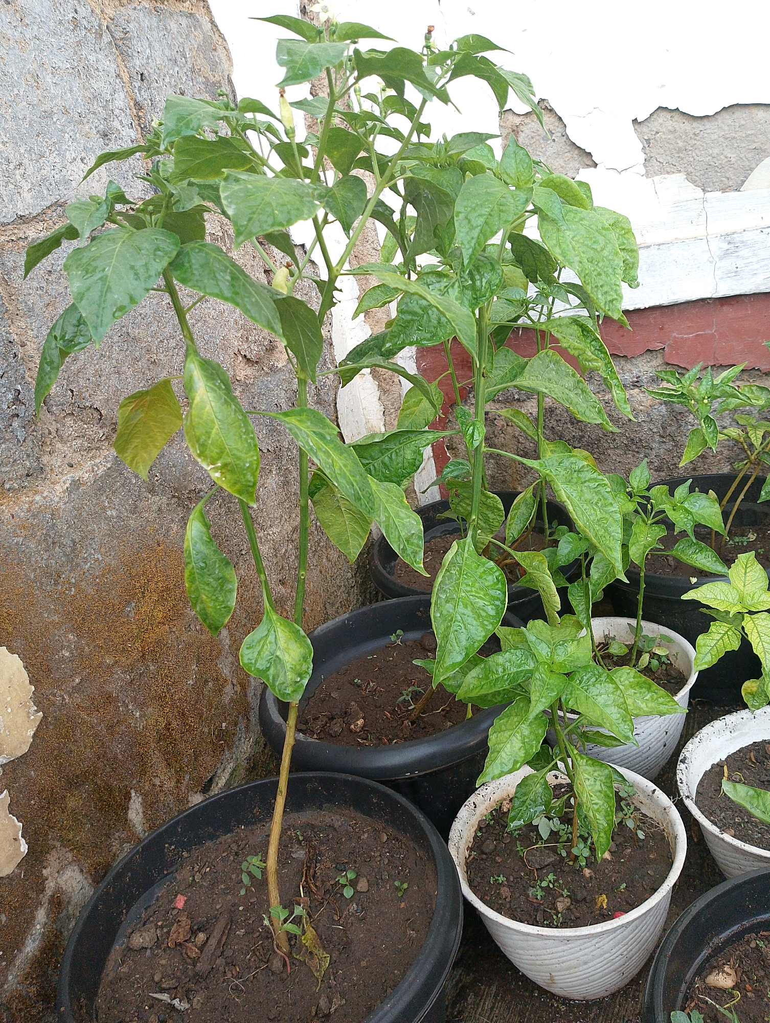 The image depicts a collection of potted chili plants arranged outdoors, likely on a patio or balcony, with a textured, weathered stone wall forming the backdrop. The wall exhibits patches of peeling white paint and what appears to be moss or lichen growth, suggesting an outdoor environment that may be subject to the elements. Several chili plants of varying sizes are visible, all in dark or white plastic pots filled with soil. Some plants show signs of growth with green leaves and a few developing chili peppers or flower buds. The ground surface appears to be concrete or pavement. There are no people visible in the image. The lighting suggests it is daytime. The overall scene conveys a sense of home gardening in an urban or semi-urban setting. Given the context provided, the location is Karawang, Indonesia.