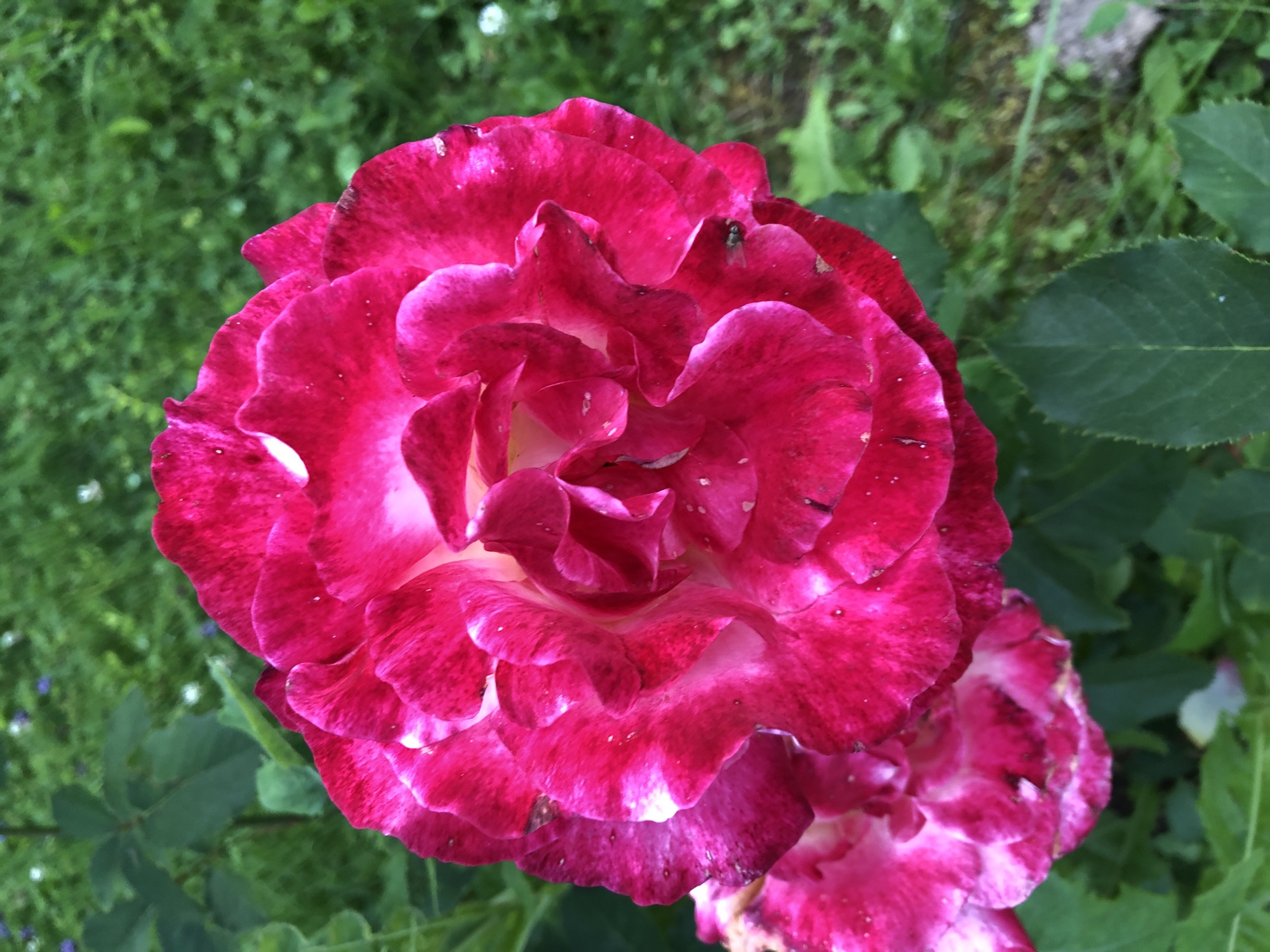 A close-up, outdoor, vertical, eye-level shot showcases a vibrant, large, pink and white bicolor rose in full bloom. The rose's petals are layered and ruffled, with deep pink edges that fade into a lighter pink and white center. Small water droplets are visible on the petals, suggesting recent rain or watering. The rose is set against a blurred background of lush green foliage and grass, indicating a garden setting. A hint of another rose in the lower left corner suggests multiple blooms. The image appears to have been taken in the city of Moskovskiy Veteran SNT, Russia. There are no people or animals clearly visible, though a small insect is present on one of the petals. The overall lighting is natural, suggesting it was taken during daylight hours.