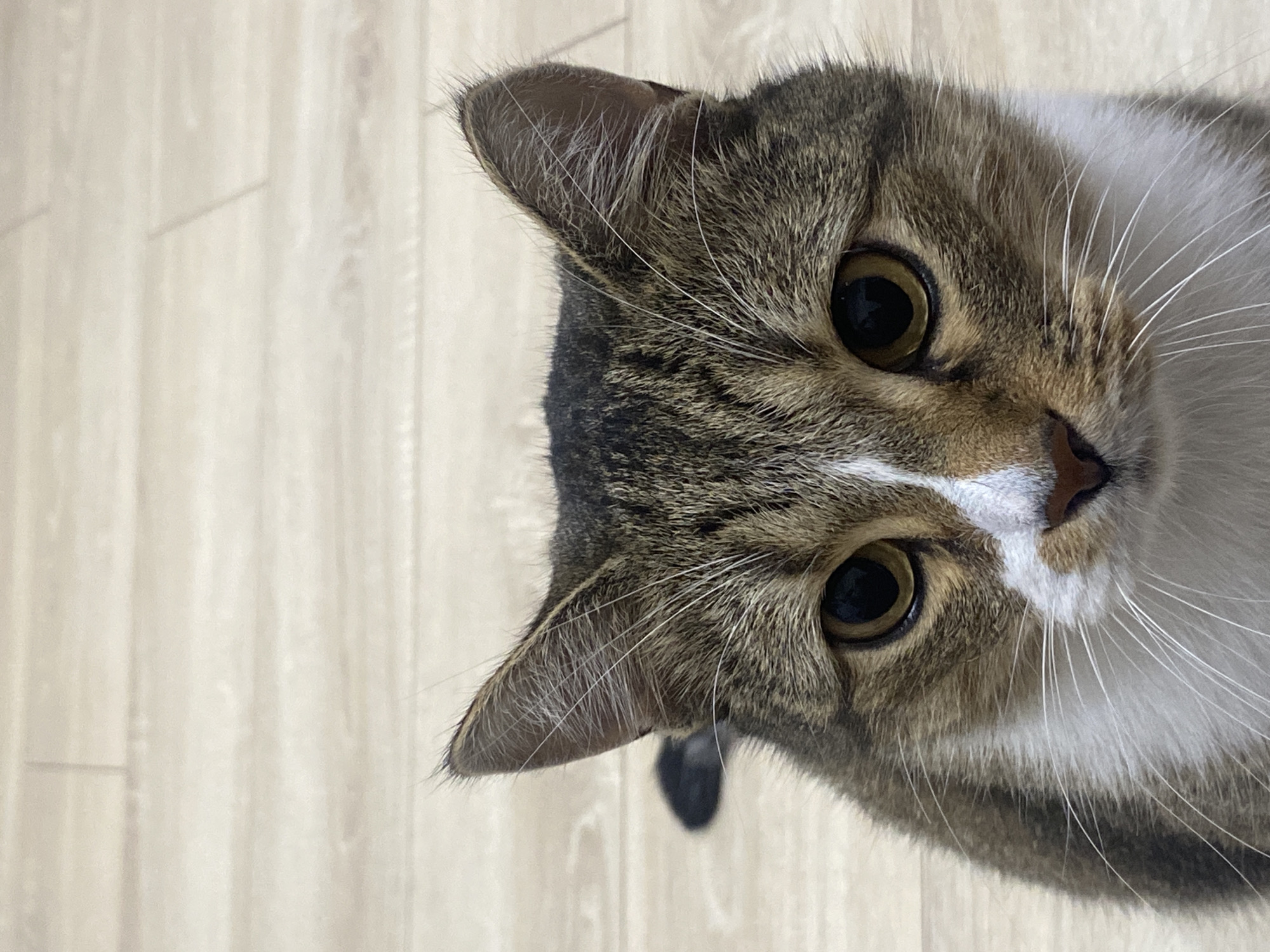 A close-up shot focuses on the head of a tabby cat, positioned on a wooden floor. The cat's fur is a mix of brown, black, and white, with distinct tabby markings on its head and ears. Its eyes are large and round, with dark pupils reflecting light. White whiskers fan out from its muzzle. The background consists of light-colored wooden planks, suggesting an indoor environment. There are no people or other animals visible in the image. The scene appears to be static, with the cat looking directly at the camera. There is no indication of the city of Novokuybyshevsk, Russia, or any other specific geographical location.