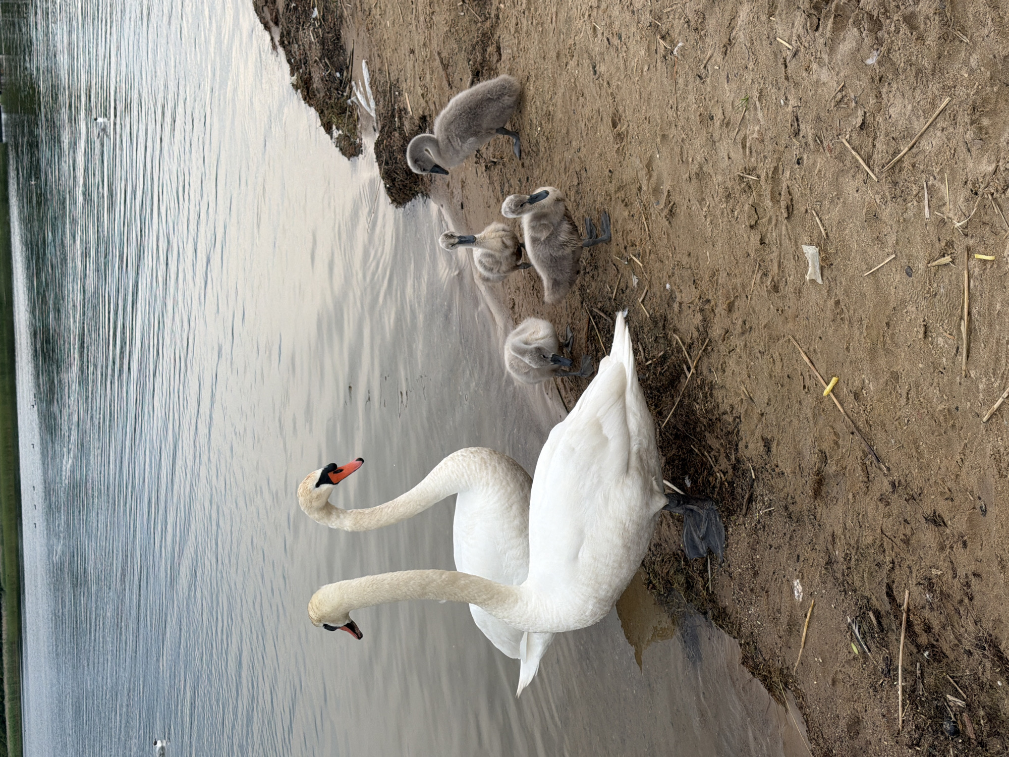 A family of swans is gathered on a sandy shore next to a body of water. Two adult swans, white with orange beaks, stand near the water's edge. Behind them, four cygnets, covered in gray downy feathers, are scattered on the sand. The water is calm and reflects the overcast sky. The shore is composed of sand and debris, including twigs and dried vegetation. In the distance, the water stretches out to a tree line.