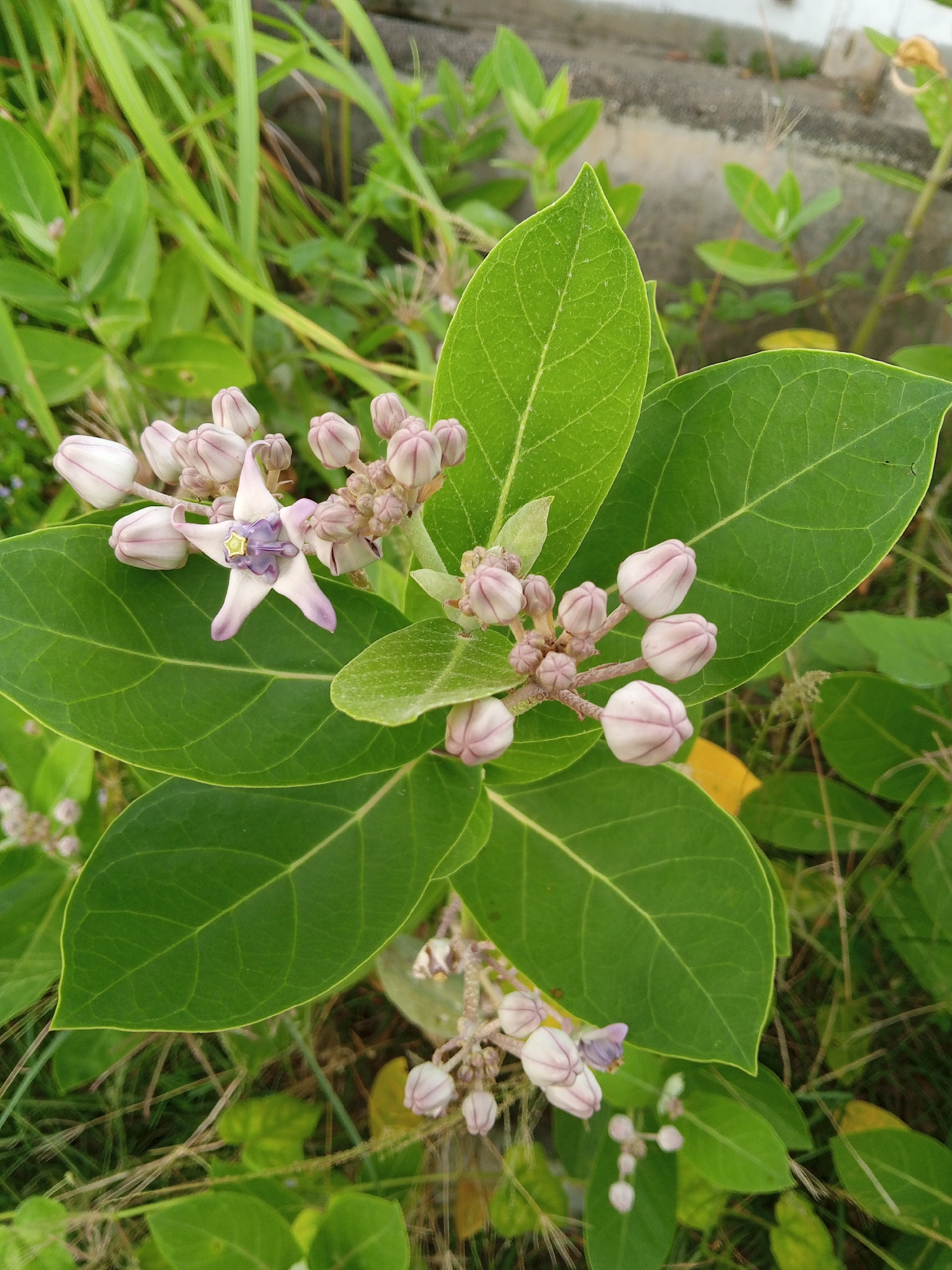 The image depicts a close-up of a flowering plant, specifically a crown flower (Calotropis gigantea), in an outdoor setting. The plant features large, ovate green leaves with prominent venation. Several clusters of unopened flower buds are present, exhibiting a pale lavender color with darker lavender streaks. One fully opened flower displays five pointed petals that are white with a lavender hue and a distinctive purplish-lavender center. The backdrop includes other plants and grasses, suggesting a natural environment.
The location is described as Lhokseumawe, Indonesia, but there is no evidence within the image to confirm this specific location. Additional context or metadata would be needed to verify the location.