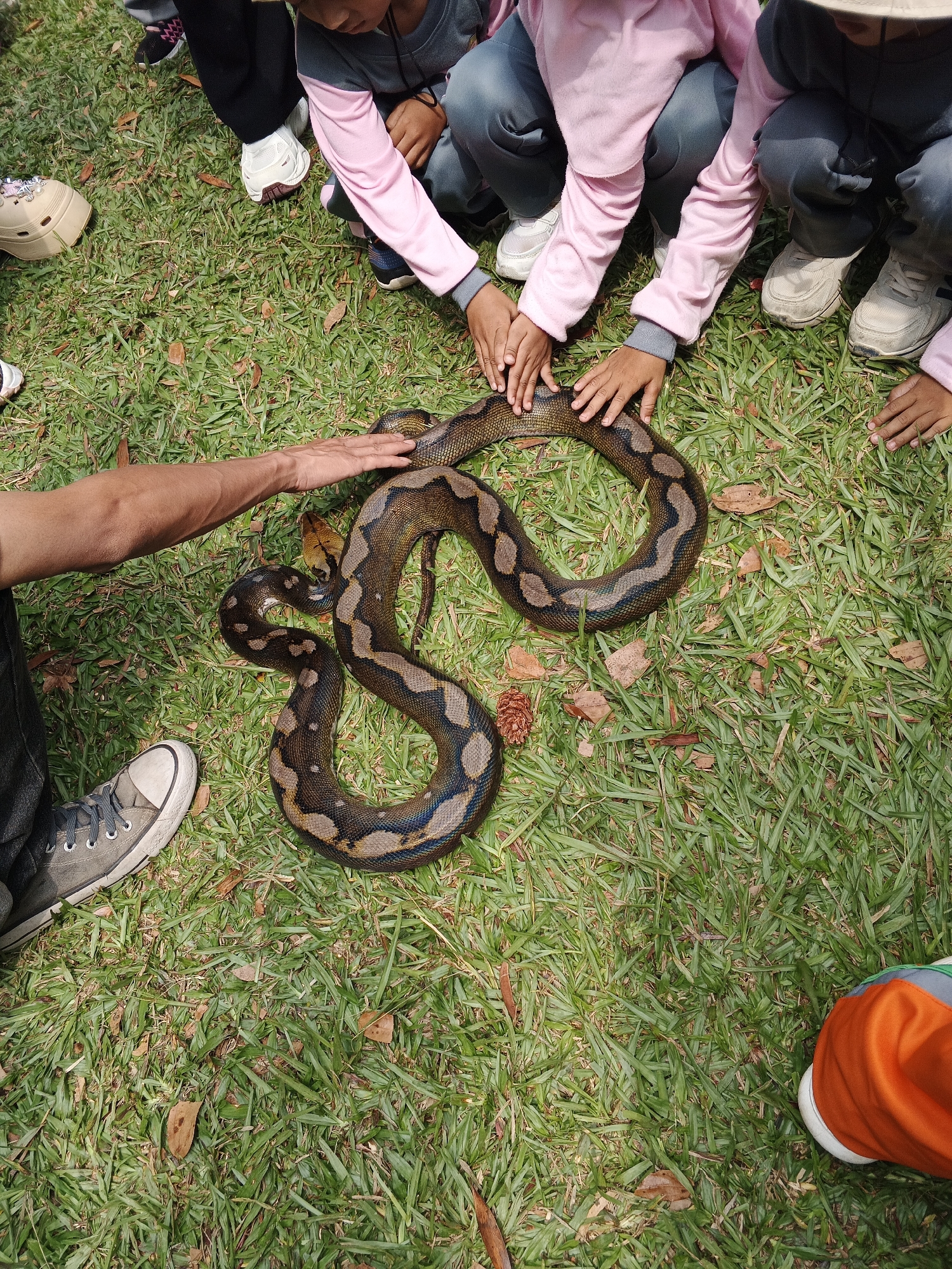 In Perbawati, Indonesia, a reticulated python is observed on a grassy area, possibly part of a park or educational facility. Several children, wearing casual clothing, are gathered around the snake, with some extending their hands to touch it. One adult's arm is also visible, with a hand resting on the snake. The snake itself is coiled and appears to be calm, with its distinctive patterned scales clearly visible. The environment is characterized by green grass, scattered dry leaves, and sunlight suggesting an outdoor setting.