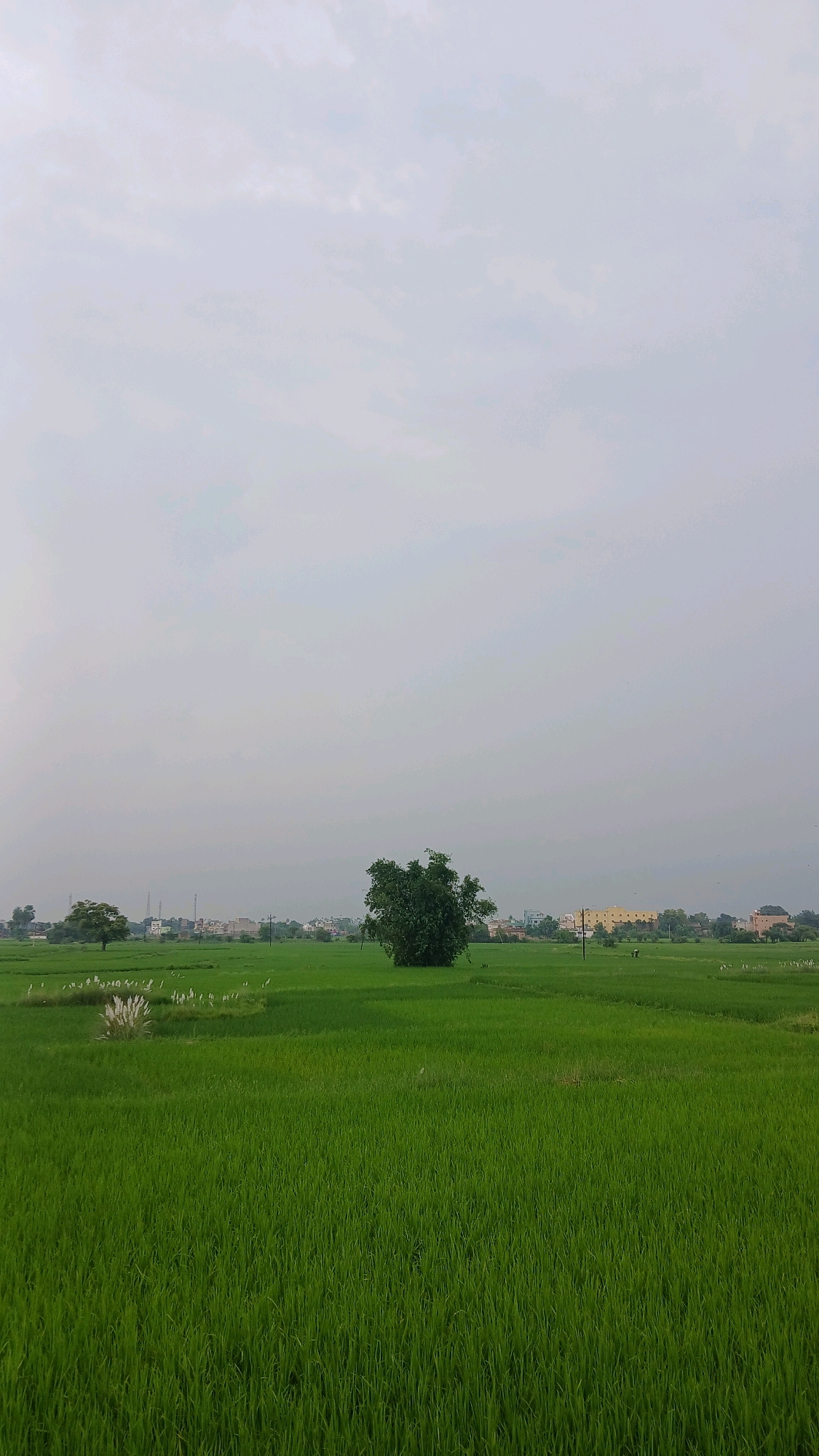 The image depicts a wide expanse of lush green paddy fields under a cloudy sky. In the foreground, the vibrant green stalks of rice plants dominate the landscape. In the mid-ground, a large, dense tree stands prominently, with a smaller, sparser tree located to its left. Scattered throughout the fields, particularly near the smaller tree, are several white birds, likely egrets or similar wading birds. In the background, a cluster of buildings and structures, indicative of a town or village, can be seen. The sky is overcast with a uniform grey hue, suggesting either a cloudy day or possibly impending rain. The scene appears to be a rural setting, likely on the outskirts of a city or town in India, consistent with the general landscape of Barahat, India, which is characterized by agricultural fields and a temperate climate. There are no discernible human figures engaged in specific actions within the visible frame of the image.