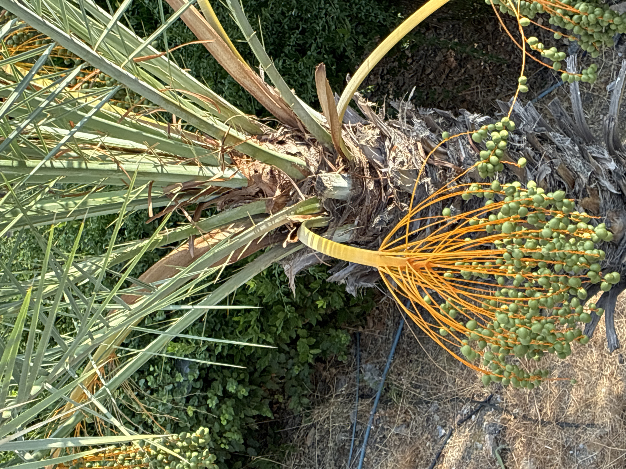 A close-up, low-angle shot captures a cluster of unripe dates hanging from a palm tree in Alanya, Turkey. The dates, small and green, are clustered together on thin, orange stems, some of which are intertwined. The rough, brown trunk of the palm tree is visible beneath the fronds. The background is a mix of dense green foliage and dry, brown ground cover, with a thin, dark blue hose running horizontally through the lower left quadrant of the image. The lighting suggests it is daytime, with sunlight illuminating the scene.