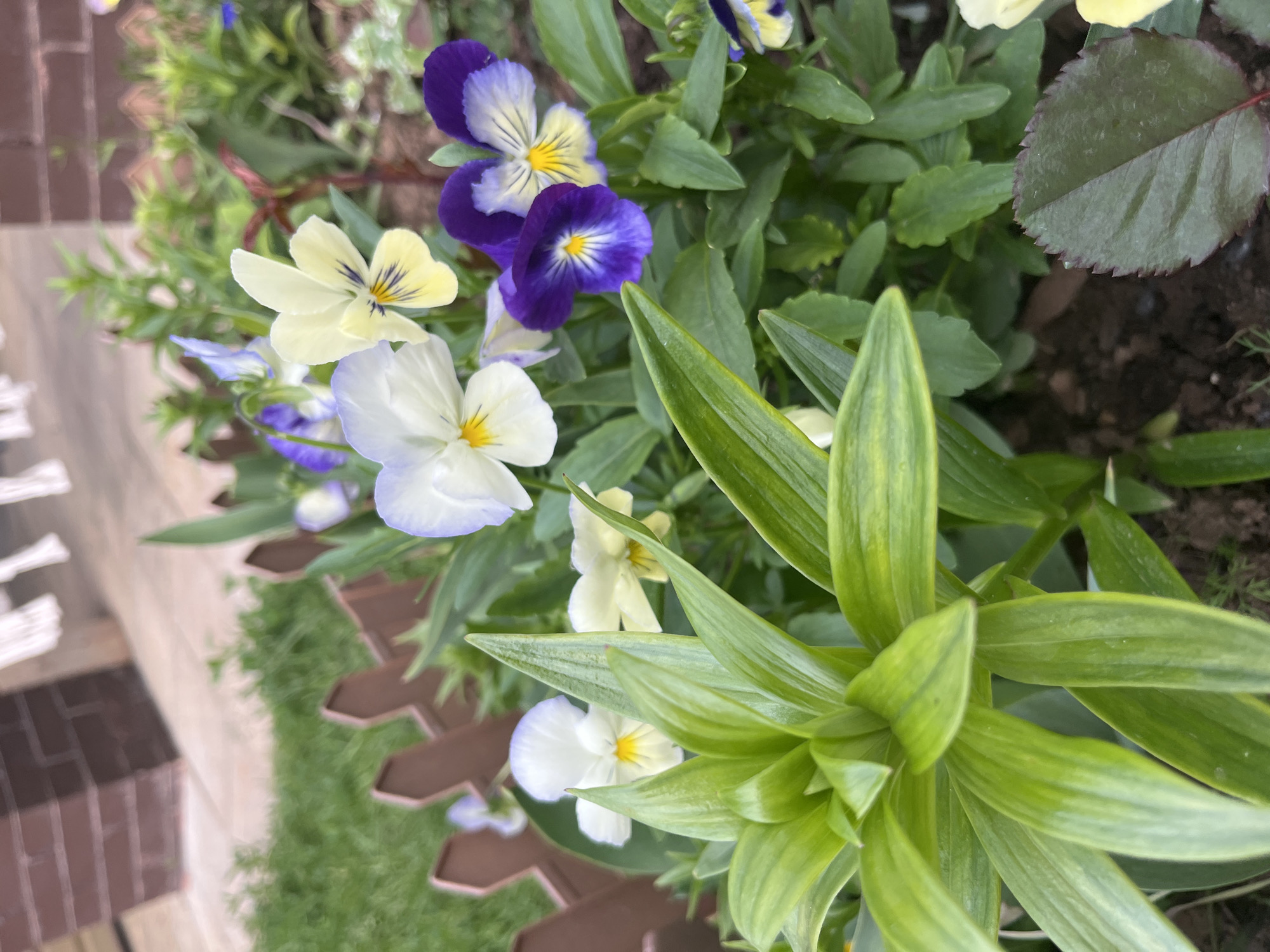 This close-up outdoor image captures a vibrant display of flowering plants within a garden setting, likely a planter box, in Shud'ya, Russia. The scene is dominated by a variety of pansies (Viola x wittrockiana), showcasing a cheerful mix of colors.
Prominently featured are pansies with deep purple and violet petals, often with bright yellow centers. Other blossoms display pale yellow petals with dark linear markings, and white petals with subtle light blue or lavender edges, also featuring distinct yellow centers. These colorful flowers are interspersed among an abundance of green foliage.
A large plant with elongated, light-green leaves forms a striking visual element on the right side of the frame, possibly a lily or similar plant, with its leaves spiraling upwards. Other greenery includes smaller, lighter green leaves and a broad, dark green leaf with a serrated edge, possibly from a rose plant, visible towards the top right. Dark soil is visible around the base of the plants, and a decorative brown, geometric edging or planter material runs along the lower left.
In the blurred background on the left, there is a hint of brown brickwork or paving. The lighting indicates natural daylight, likely under soft sun or an overcast sky, as the colors are rich and vibrant without harsh shadows. No specific activity is occurring, and no text is visible within the image. The overall impression is one of thriving, healthy plant life.