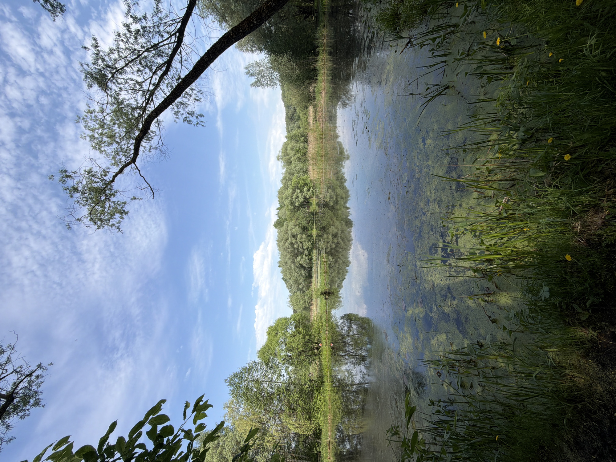 The image captures a tranquil, green-filled scene, likely a natural landscape. A body of water, potentially a lake or a wide river, dominates the composition. The water surface is covered in green algae, giving it a murky appearance. On either side of the water, dense vegetation grows abundantly, including tall grasses and trees.
The sky is visible, reflecting in the water's surface, and is filled with clouds. Branches from trees and other plants are visible in the upper left and lower-left corners of the frame.
Given the context provided, this image may be a photograph of the natural environment in Khimki, Russia, which features parks, forests, and the Khimki Reservoir. The scene reflects a natural waterway edged by dense foliage.