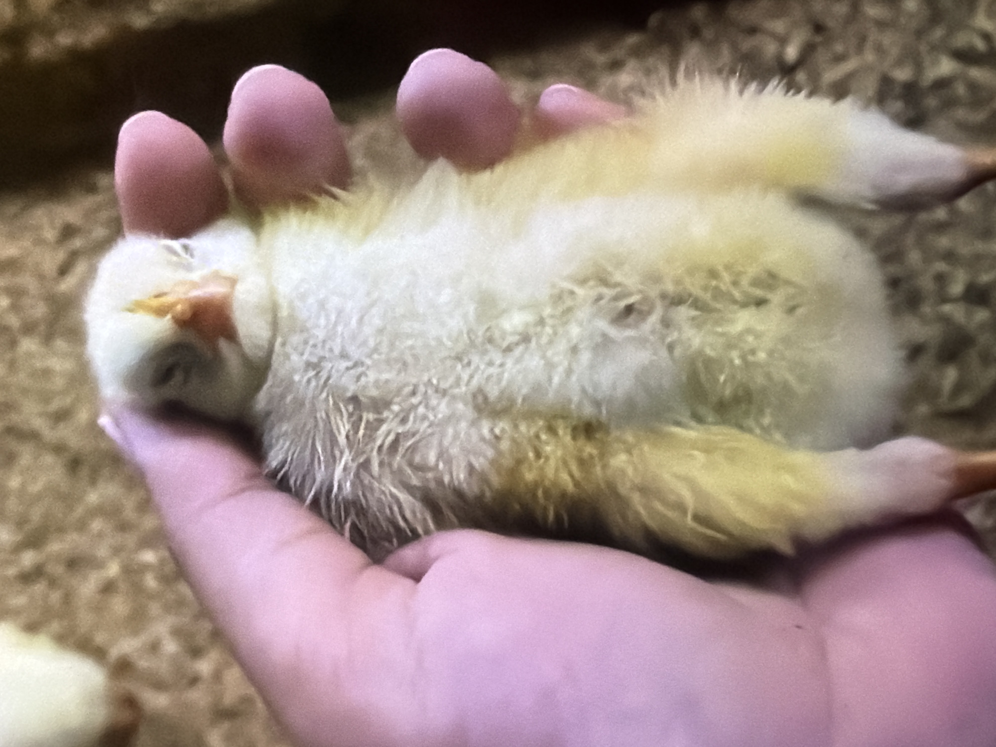 The image shows a close-up of a small, fluffy chick being held in a person's hand. The chick is predominantly yellow with some white and light brown feathers. Its eyes are closed, and its beak is visible. The hand holding the chick is pink and appears to be cupped around it. The background is blurred, but it appears to be a light brown, granular surface, possibly bedding or dirt. There is no indication of the city of Bukuru, Nigeria, or any specific urban environment in the image. The scene is focused entirely on the chick and the hand.