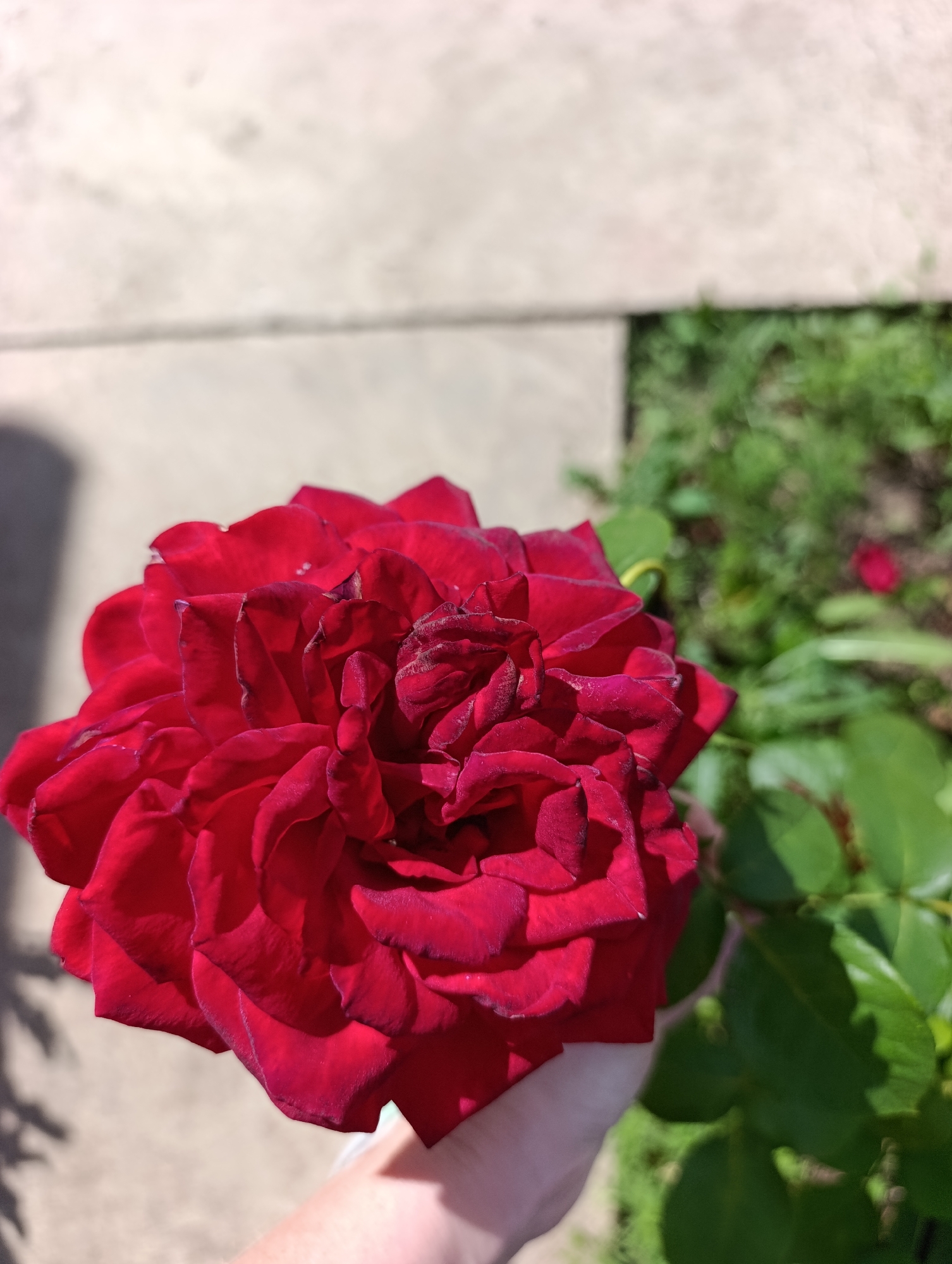 A close-up shot captures a deep red rose being held by a person's hand. The rose's petals are intricately layered and exhibit rich color saturation, with some appearing slightly wilted or textured. The background is blurred, showing segments of light-colored paving stones and green foliage. A shadow, possibly cast by a tree or structure, is visible on the paving stones. The scene appears to be outdoors, possibly in a garden or park setting in the village of Ivanovka, Russia. The lighting suggests it is daytime.