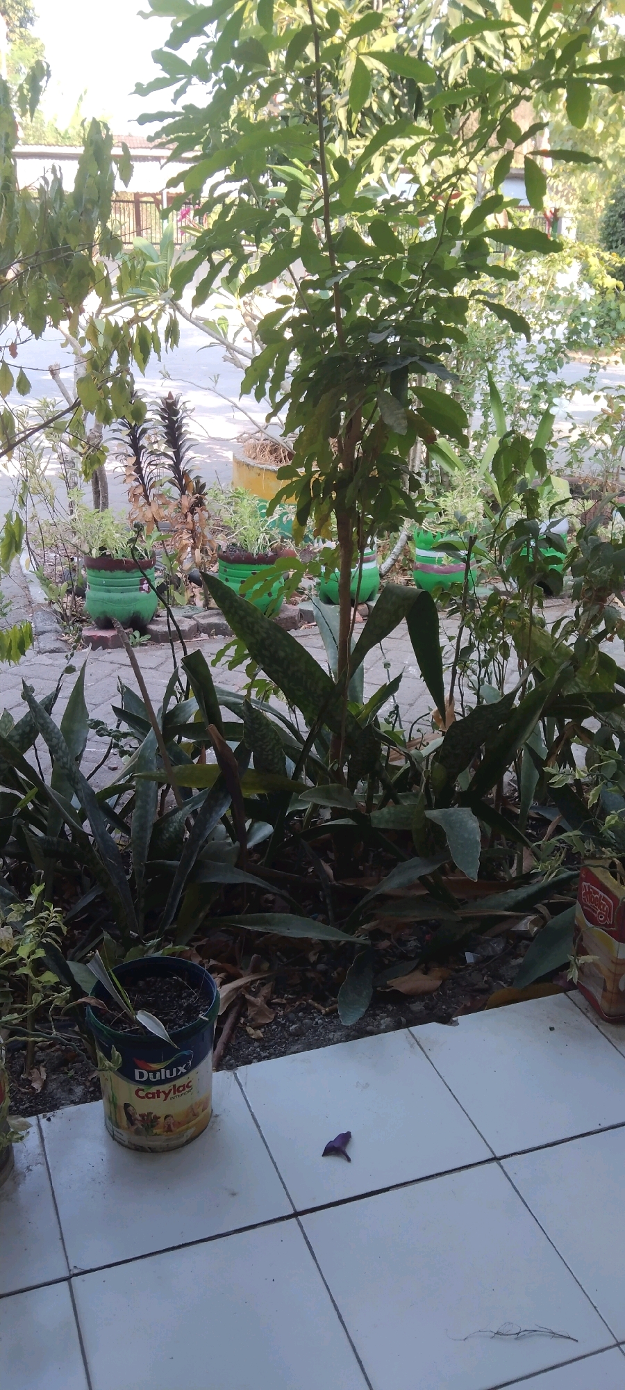 The image depicts an outdoor scene, likely a residential yard or patio, in Wadang, Indonesia. In the foreground, a large potted plant with long, sword-like leaves is prominent. To its left, a blue and white paint can with the "Dulux Catylac" logo is visible, also containing a plant. The ground consists of light-colored square tiles. In the background, several green plastic pots containing smaller plants are arranged on a paved walkway. Some dry leaves and small stones are scattered on the ground. A larger tree with dense green foliage dominates the middle ground, casting shadows. Beyond the plants, a building with a reddish-brown roof and a fence can be seen, suggesting a residential area. The overall impression is of a well-maintained but somewhat overgrown garden space, with a mix of potted and in-ground plants.