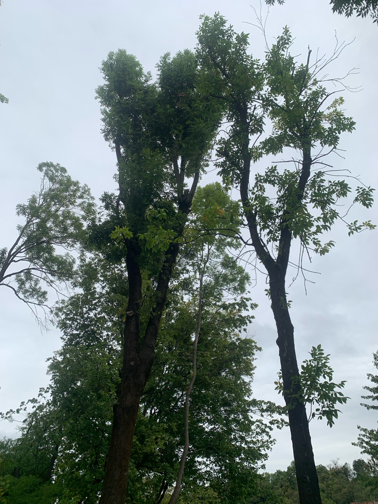 The image shows a view looking up at a canopy of trees against an overcast sky. The trees are lush with green leaves, though some branches appear bare or dead. The trunks of the trees are dark and textured. The perspective is from below, emphasizing the height and density of the foliage. The environment appears to be an outdoor setting, likely a park or forest area, with the natural growth of trees filling the frame. There are no people or man-made structures visible in the image. The scene is consistent with a natural, wooded area within the city of Lviv, Ukraine, under a cloudy or gray sky.