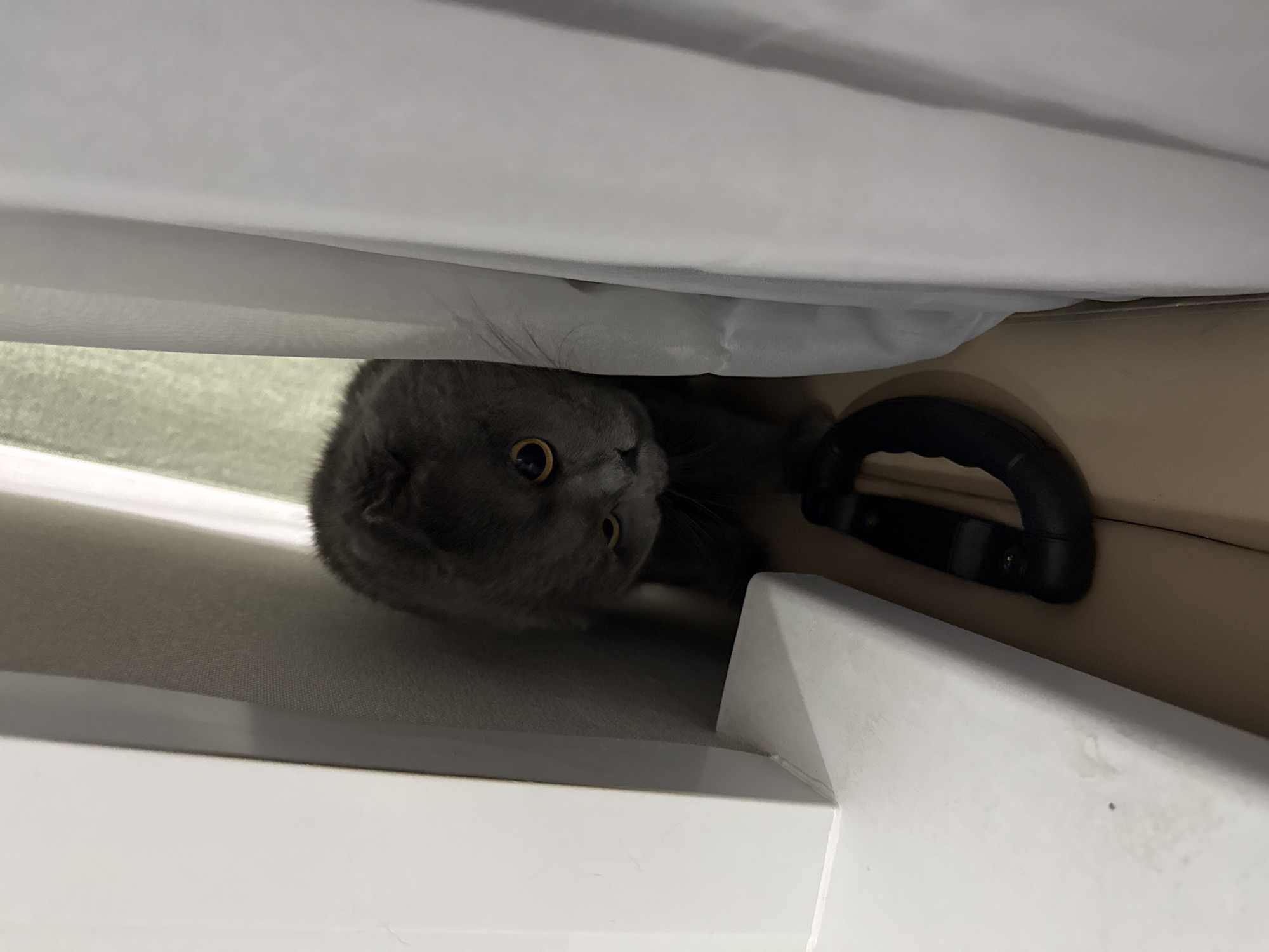 A gray cat peers out from under a white curtain or sheet. The cat has yellow eyes and is positioned to the left of a black handle. The handle is attached to a tan or light brown surface. The rest of the surrounding environment is out of focus, making it difficult to ascertain the location. There is no indication that the photo was taken in Izhevsk, Russia.