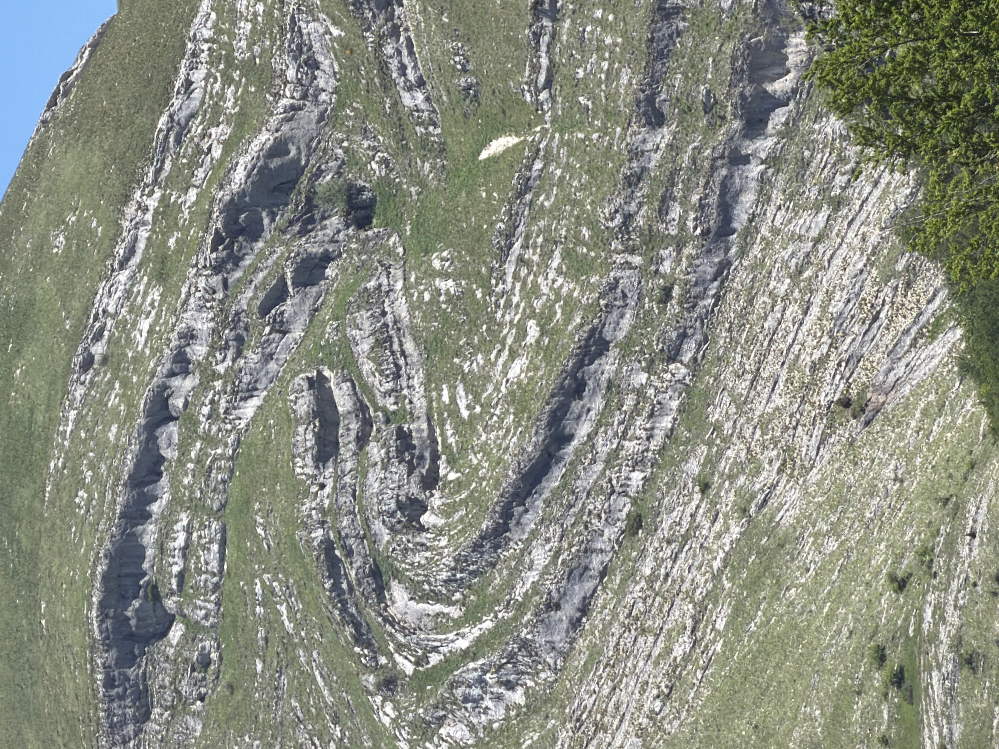 The media file captures a detailed view of a steep, rugged mountain slope in Šavnik, Montenegro. The landscape is characterized by prominent, light-colored rock formations interspersed with vibrant green grass and sparse vegetation.
The most striking feature of the scene is the complex geological folding of the bedrock. Numerous thin, layered rock strata are visible, contorted into intricate wavy patterns, including distinct anticlines and synclines, particularly in the central and left-central parts of the image. These folds suggest immense pressure and tectonic activity over geological timescales. The exposed rock ranges from grey to off-white, showing signs of weathering and erosion, forming textured ridges and depressions.
Green grass covers the less steep sections and fills the crevices and ledges between the rock layers, tracing the contours of the folds. A significant patch of dense, bright green foliage, likely a tree or large shrub, occupies the far right side of the frame, partially obscuring the rocky incline.
In the upper-middle portion of the image, a small, solitary white animal, possibly a sheep or a mountain goat, can be seen standing or resting on a grassy patch, blending somewhat with the light-colored rock. The sky, a clear and bright blue, is visible at the upper left edge, indicating a sunny day. The natural lighting highlights the three-dimensional quality of the terrain and the intricate details of the rock formations. There is no visible human activity or text within the image. The scene presents a powerful testament to natural geological processes and the resilience of life in harsh mountainous environments.
