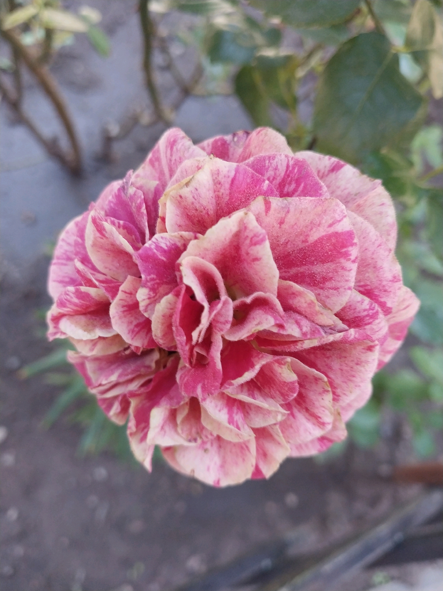 A close-up, overhead shot captures a vibrant pink and cream swirled rose in full bloom. The rose, with its tightly packed, ruffled petals, dominates the center of the frame. The background consists of blurred green foliage, brown branches, and a muted grey, textured surface that appears to be soil or gravel. The lighting suggests an outdoor setting, possibly a garden. There are no people or discernible human activity in the image. The scene is static and focuses solely on the natural beauty of the rose. The image does not contain any information that can be used to determine its location within the city of Dnipro, Ukraine.