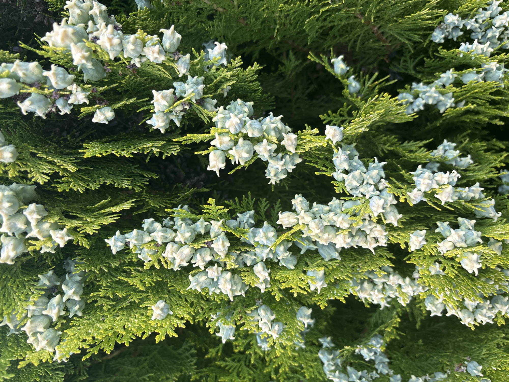 The image displays a close-up, vertical shot of a coniferous tree, likely a cypress or cedar, with numerous light blue, star-shaped cones clustered along its green, scale-like foliage. The cones are the primary focus, appearing to be young and immature, some with slightly fuzzy tips. The lighting suggests it is daytime, with sunlight illuminating the upper portion of the foliage and cones, creating a bright, slightly golden hue on some of the leaves and highlighting the textures of the cones. The background is a dense, darker green, indicating more of the same tree or other vegetation. There are no people, animals, or human-made objects visible in the image. The scene is entirely natural and focuses on the botanical details of the tree's reproductive structures.