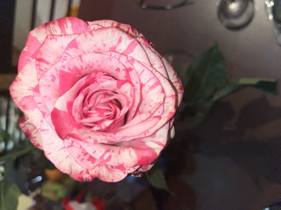 A close-up shows a vibrant rose with a striking variegated pattern. The petals display a mix of deep pink and pale pink or white, creating a mottled effect. The rose's center is tightly wound, with petals gradually opening outwards. Several green leaves emerge from the stem, partially obscured by the flower. The background is a dark, blurry expanse, which contrasts with the bright flower.